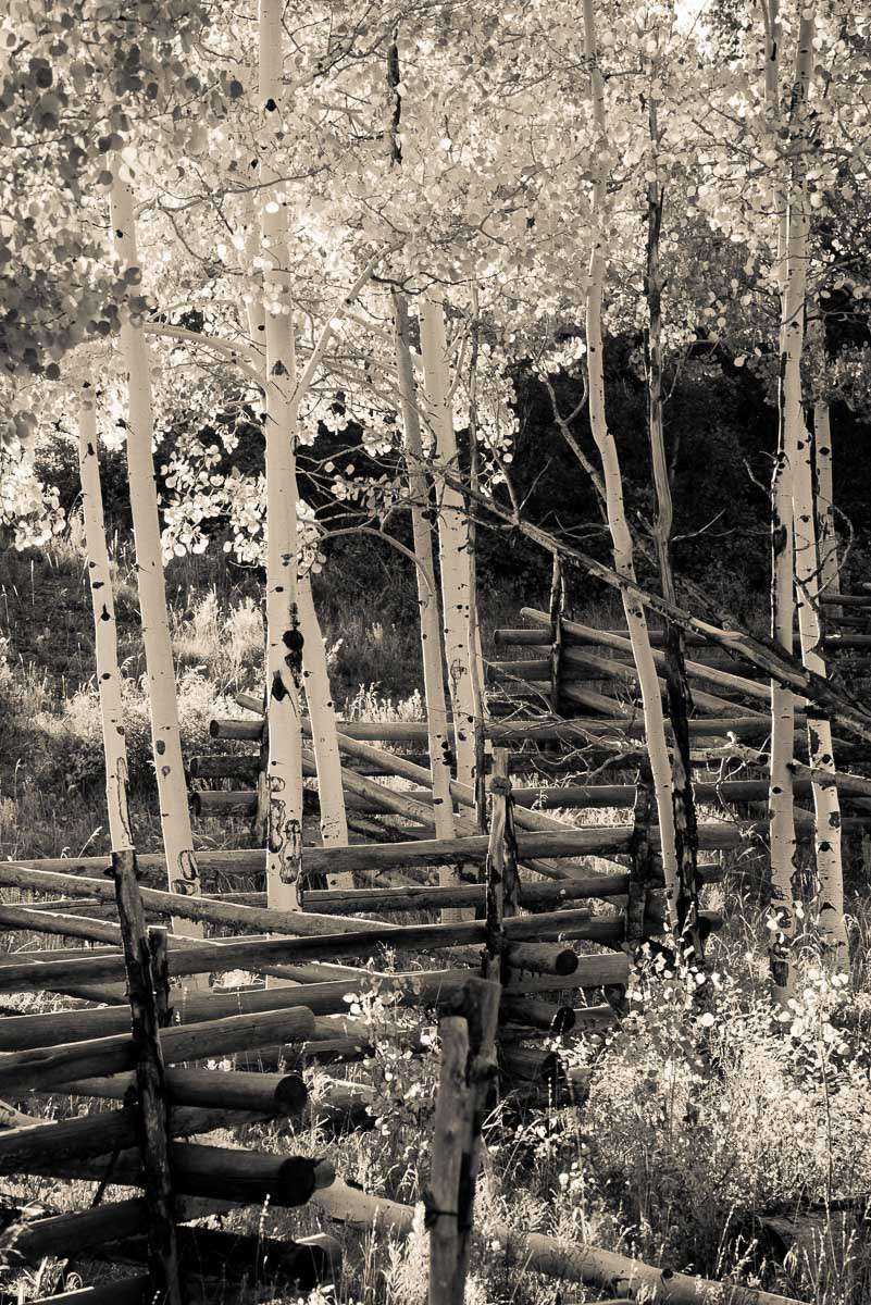 fence (sepia)
