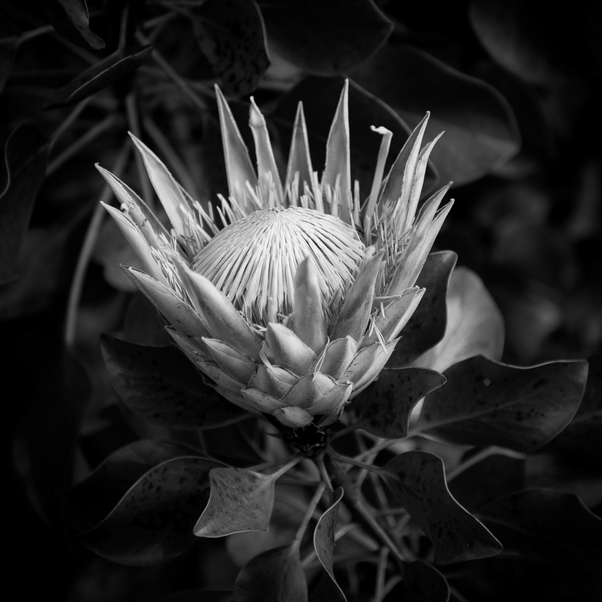 King Protea B&W