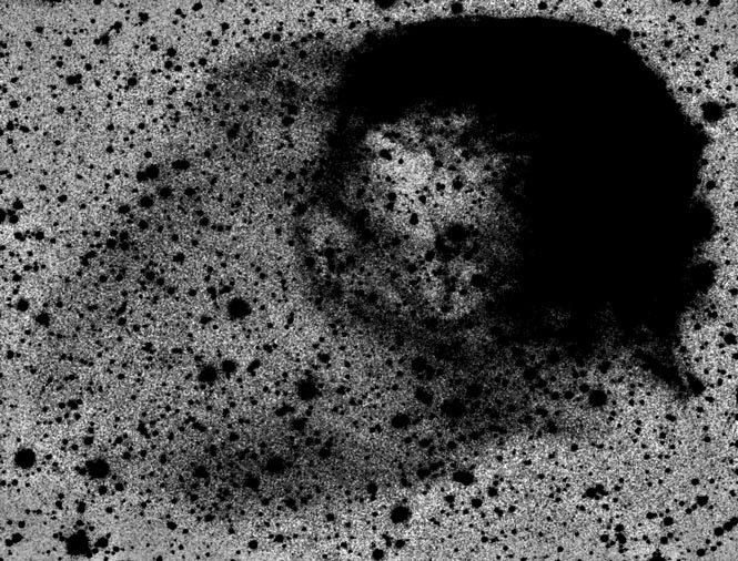 sharpless 188, the dolphin Ha inverted