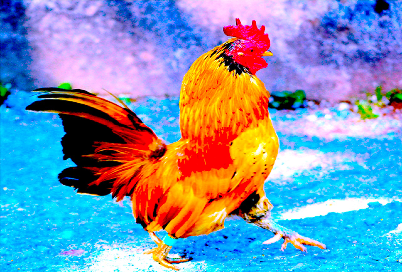 Chicken
