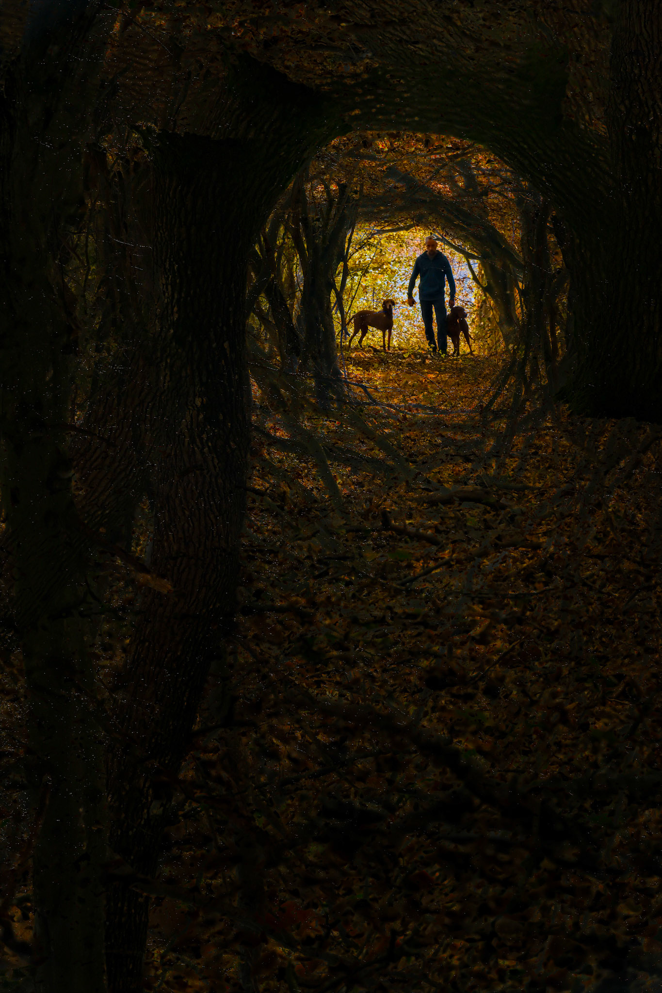 Into the Rabbit Hole