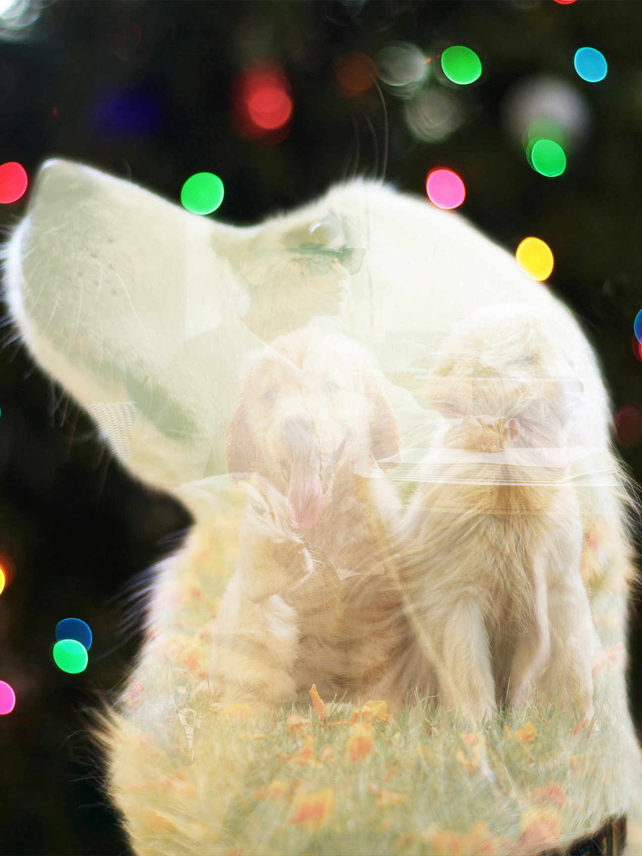 Double Exposure 