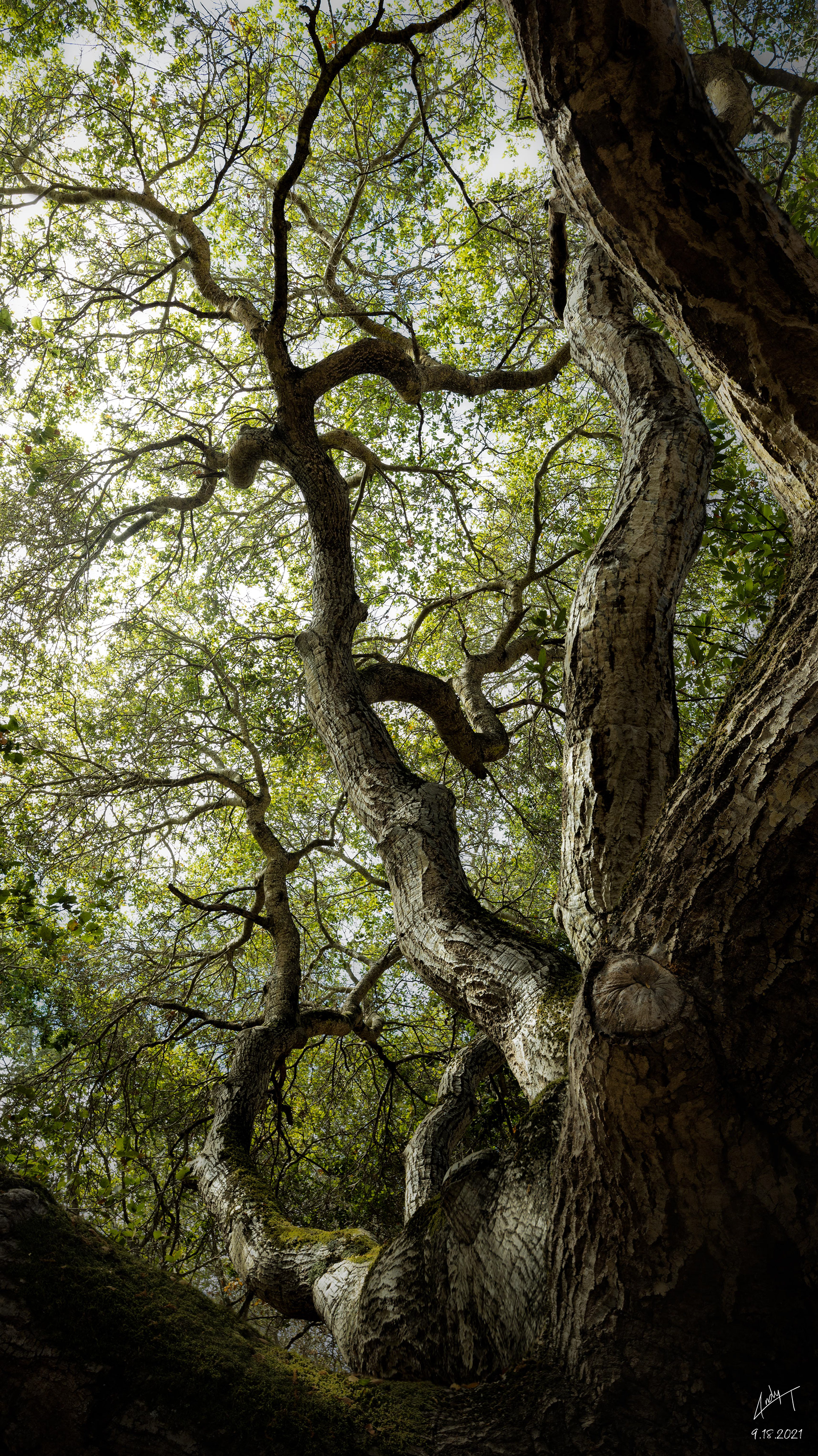 "Mystique" San Mateo, CA (2021)