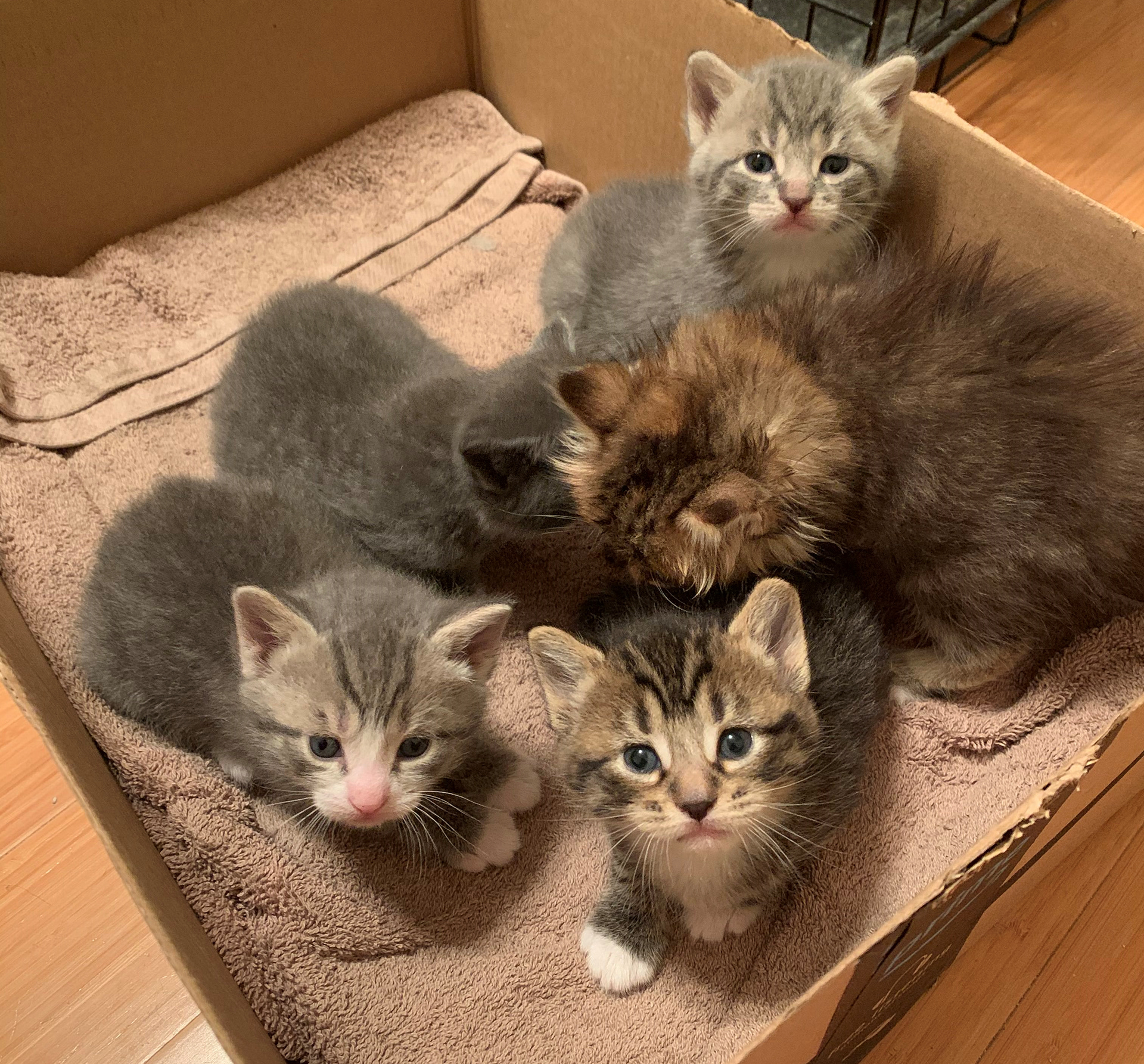Nutmeg, Butternut Squash, Pumpkin Pie, Boo, Pecan Pie (Adopted December 2020)