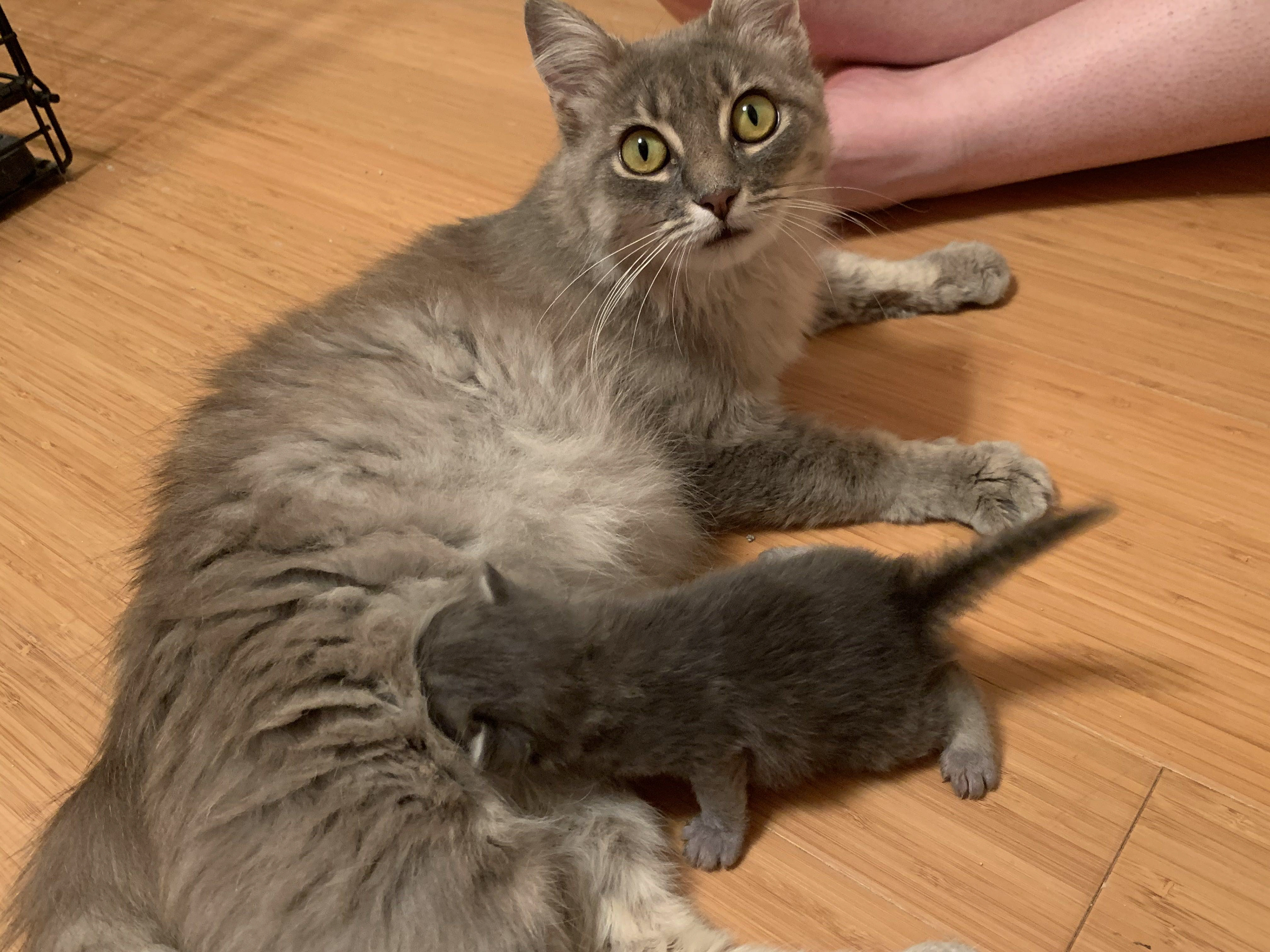 Celeste and Daphne (Adopted Together August 2020)