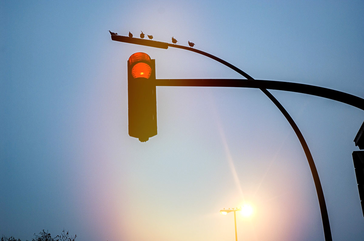 rote ampel mit vögeln drauf. in der dämmerung