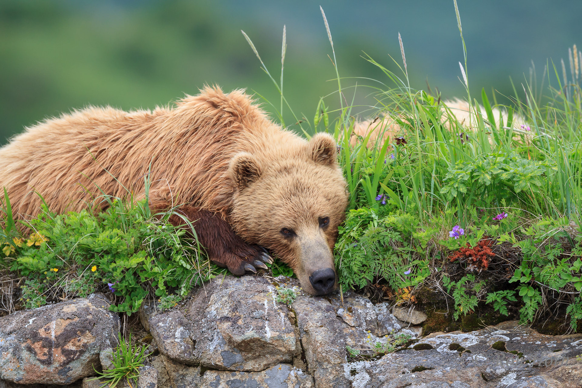 Ron Horn - Bears