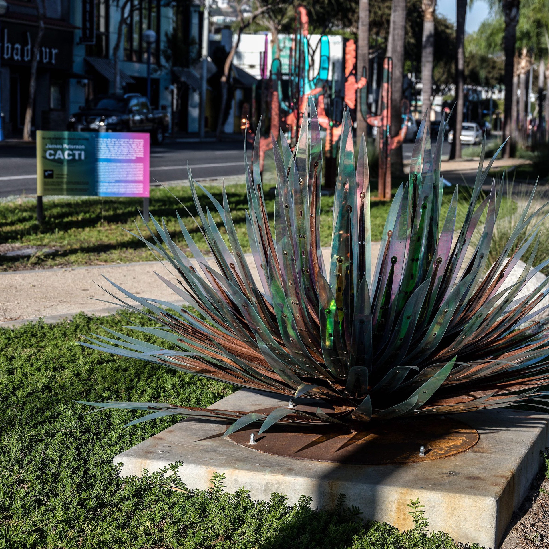 agave 1