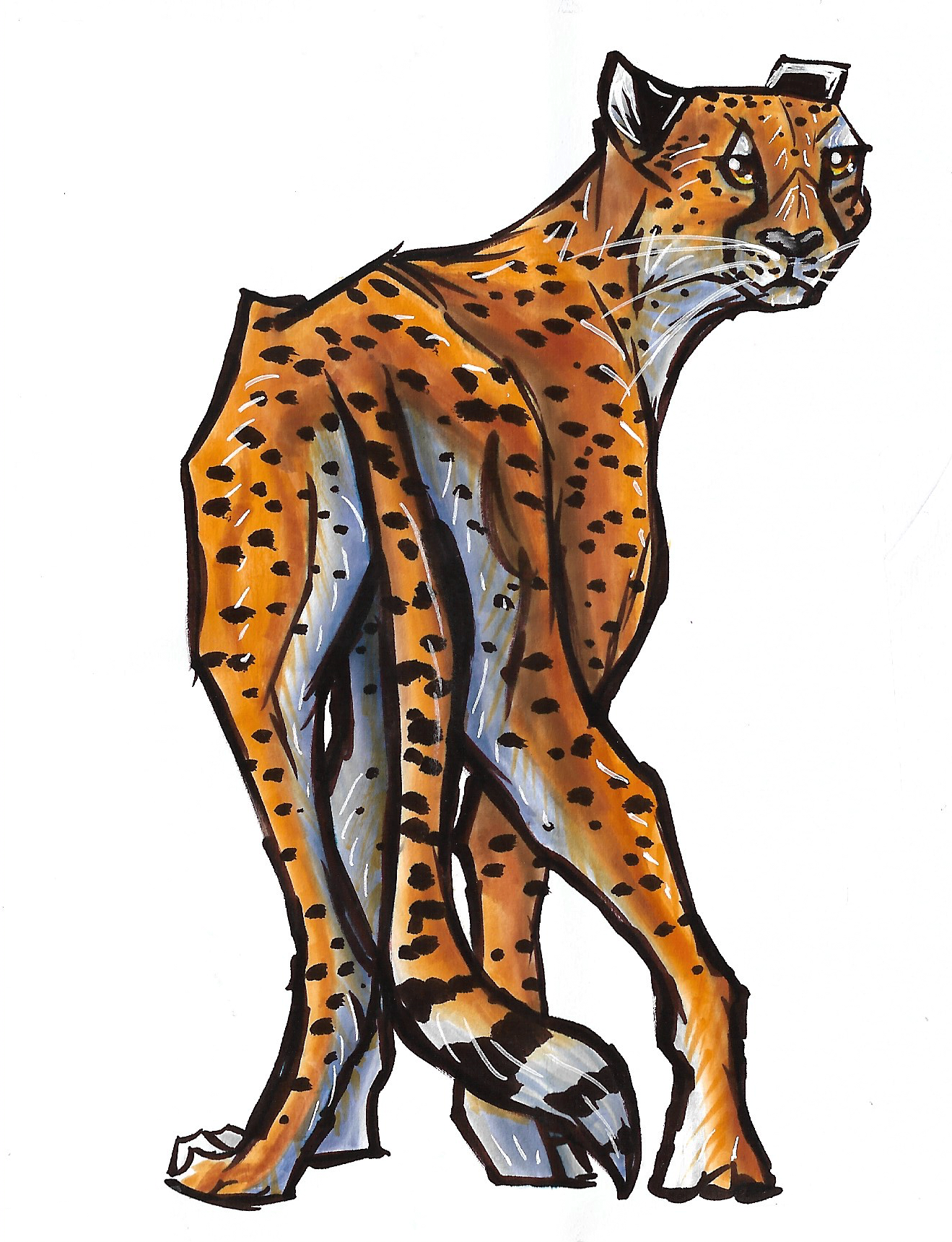 Cheetah (1)