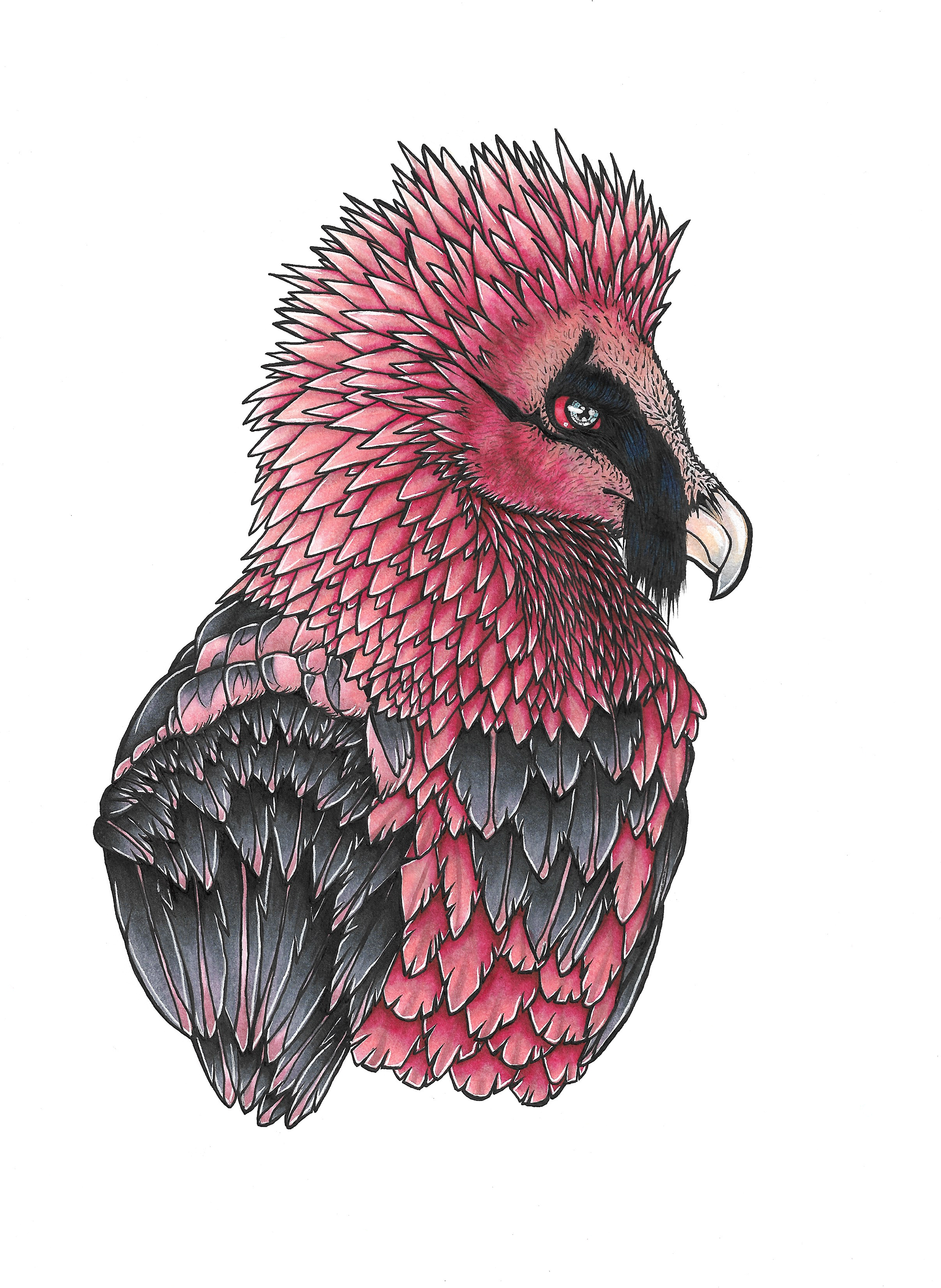 Bearded Vulture