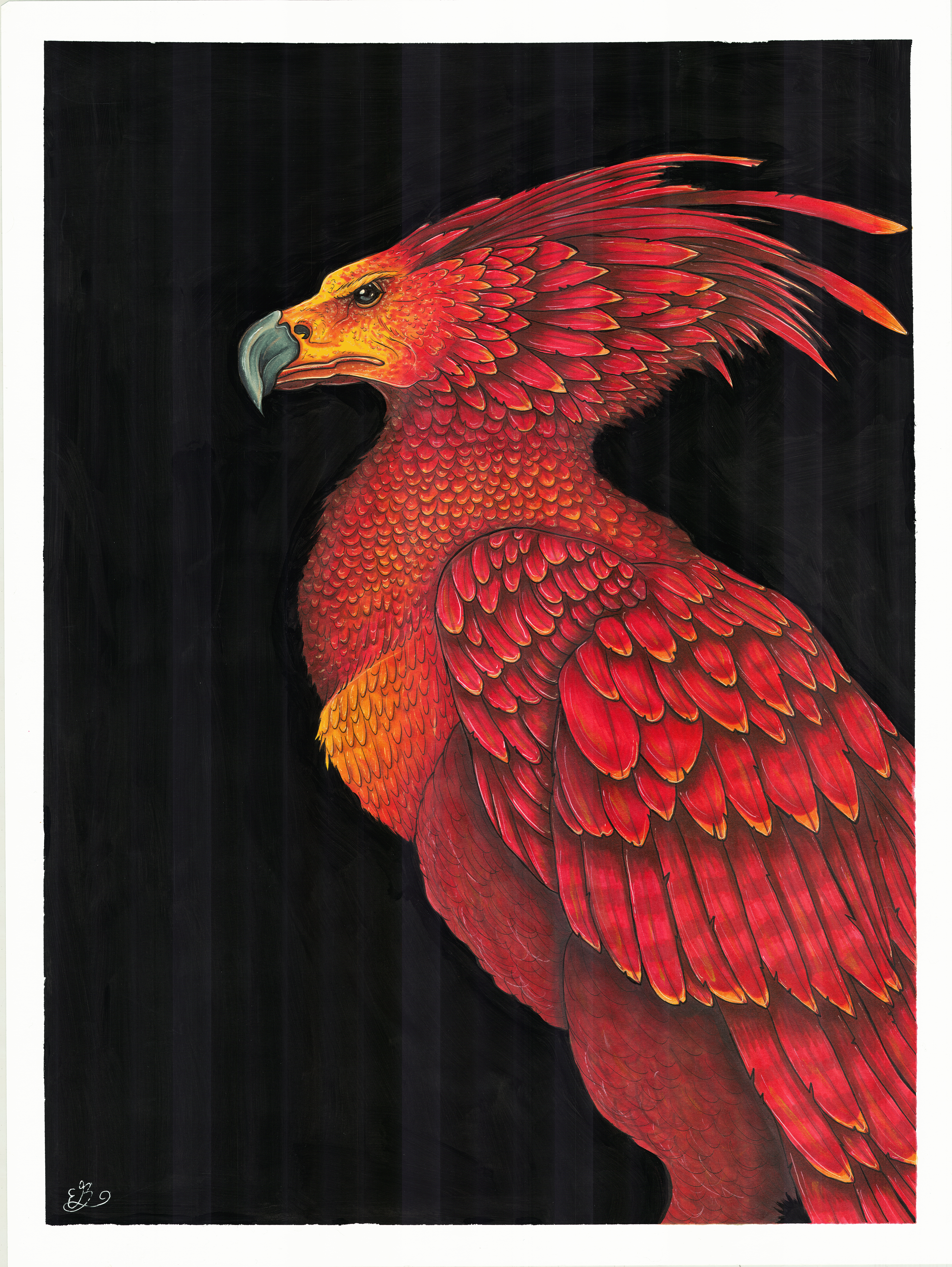 Fawkes Pheonix