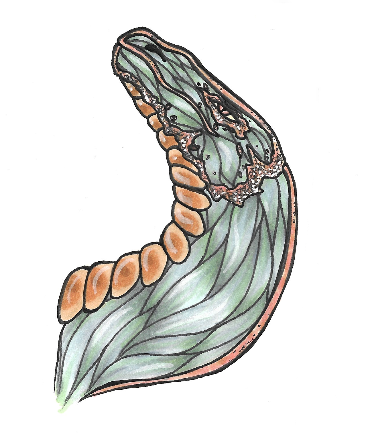 Morrisonite