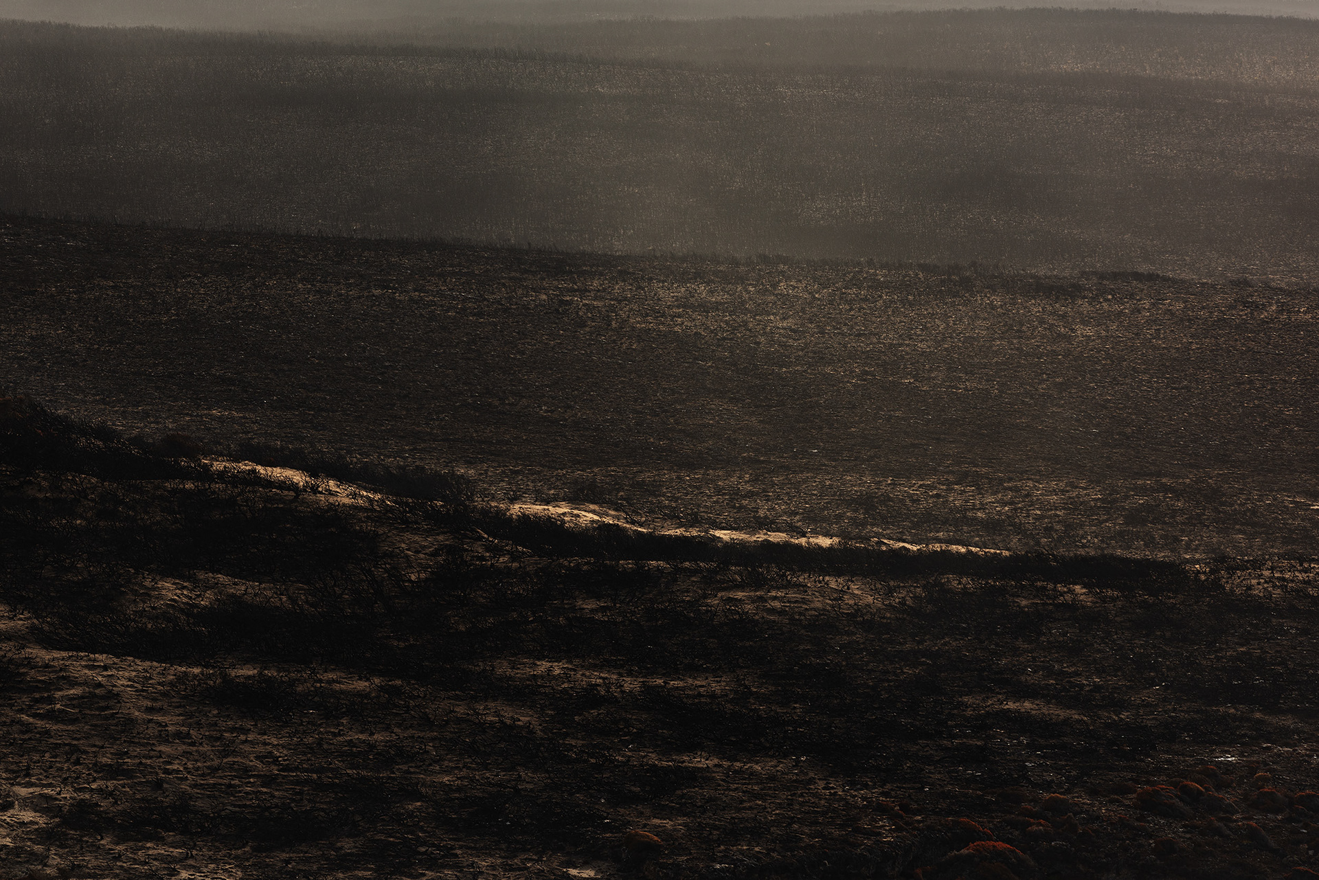 Scorched earth of Flinders Chase National Park days after the 2019/20 Kangaroo Island bushfires