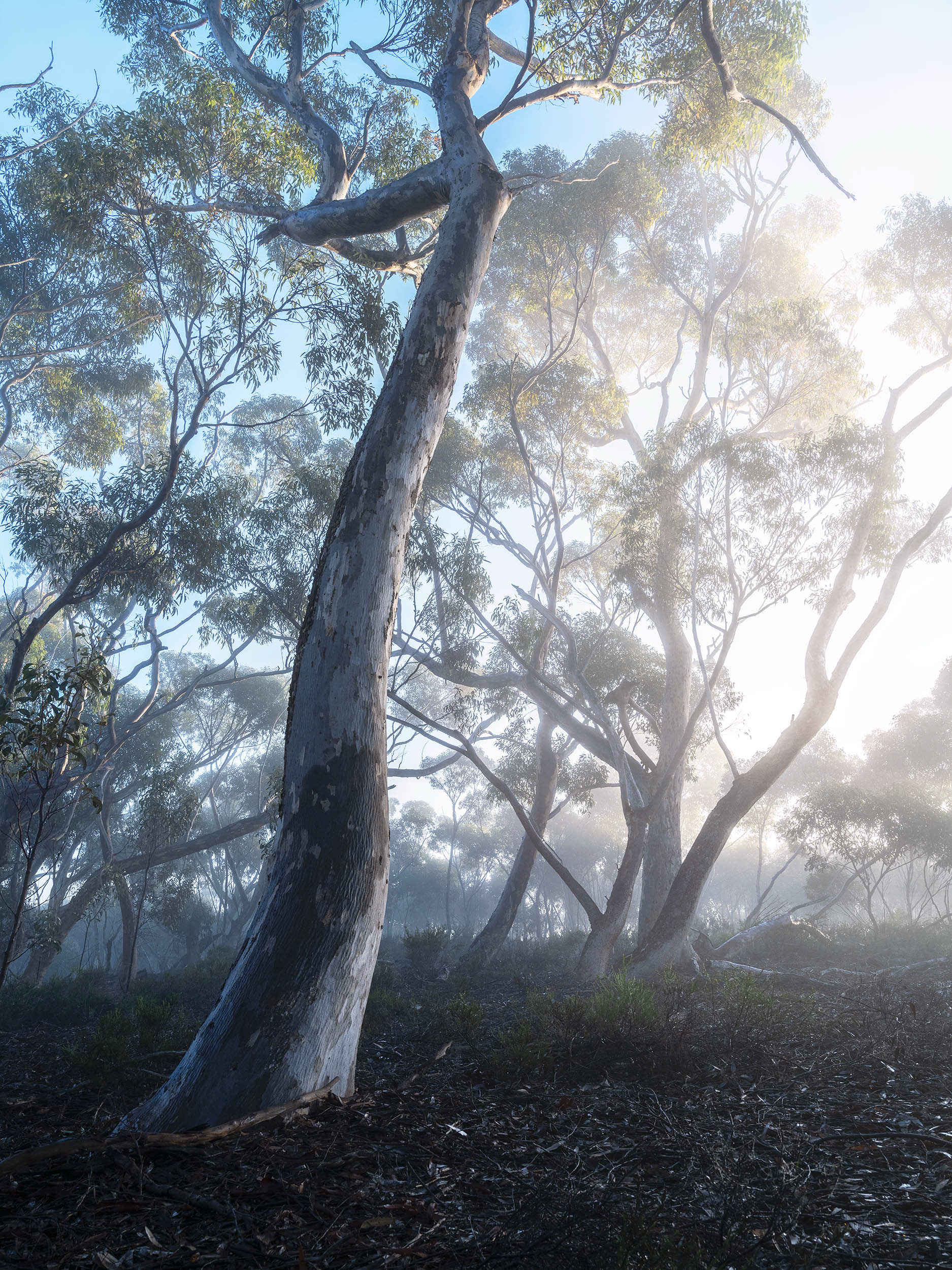 Remnant Sugar Gum (Eucalyptus cladocalyx) Woodlands of Lower Eyre Peninsula