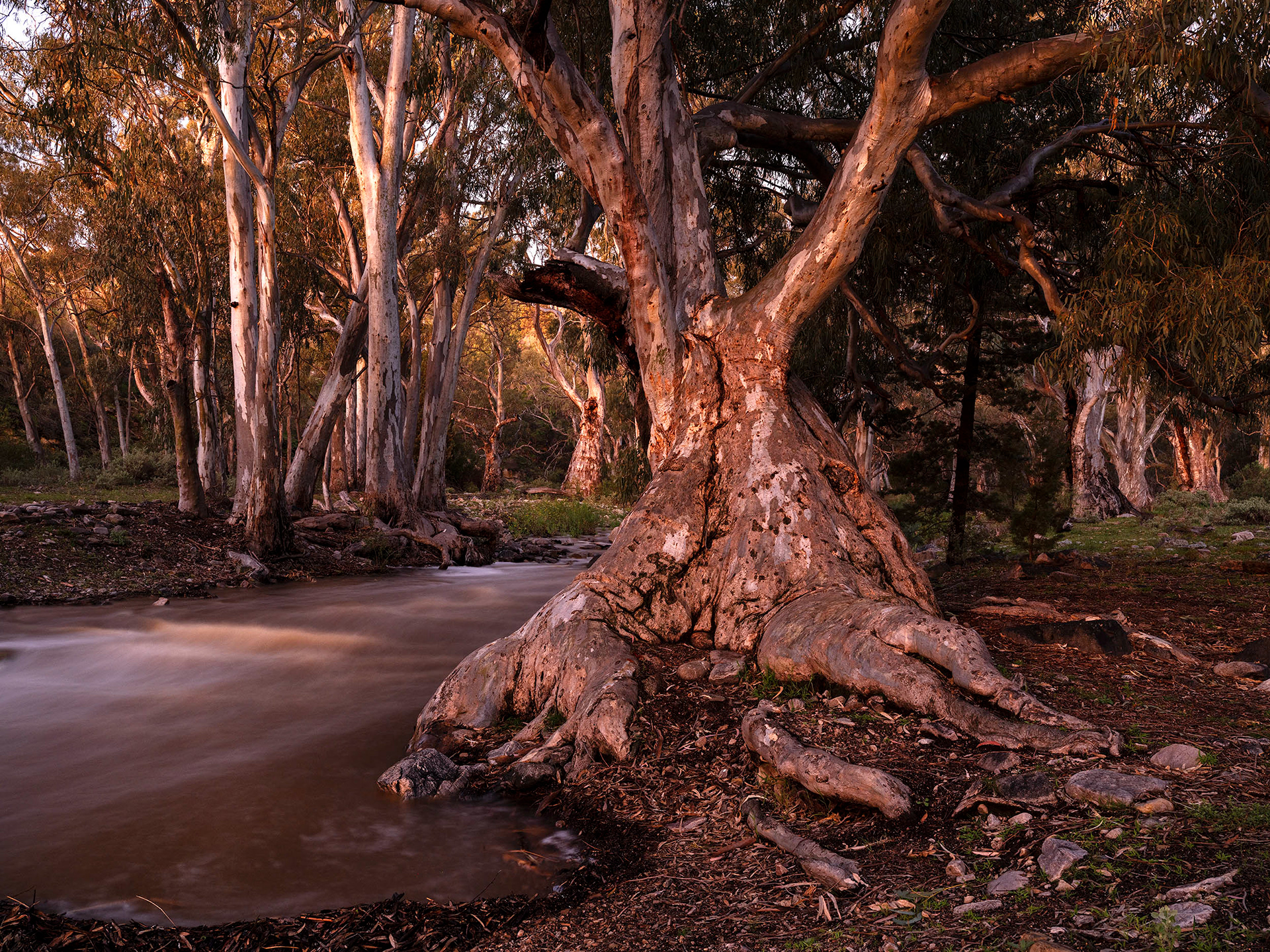 Eucalyptus camaldulensis and  Flinders Ranges stream in flood which has likely sustained it for hundreds of years