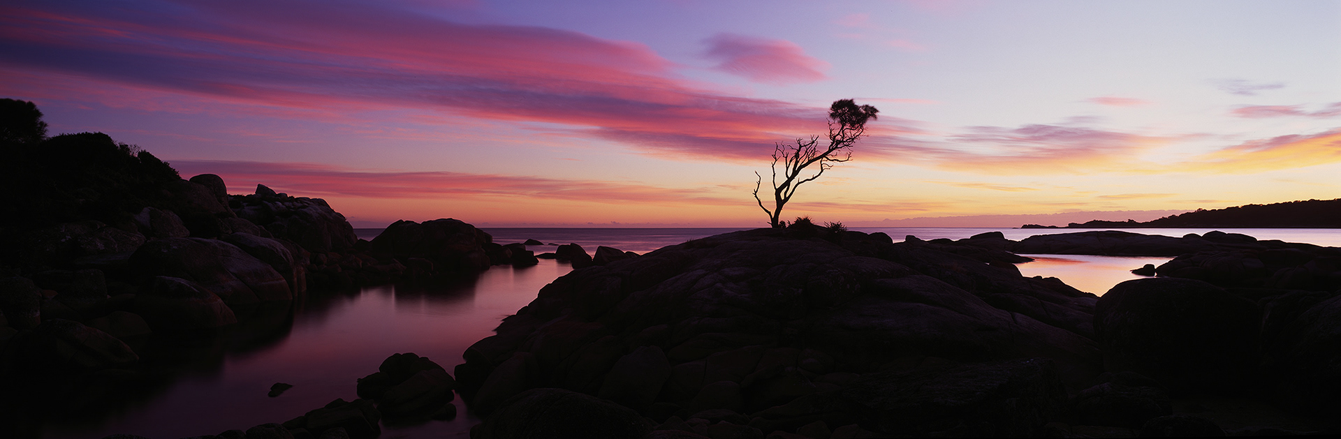 Binalong Bay Tree, Tasmania