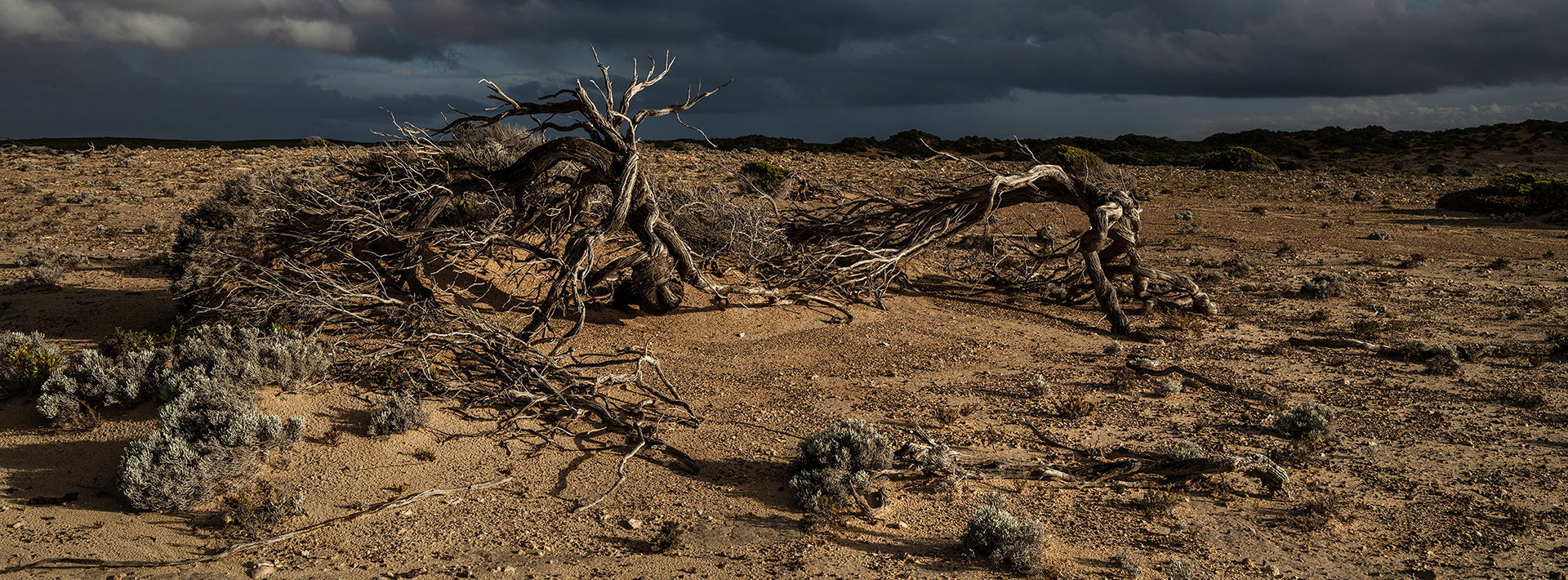 Horizontal Coast Beard-Heath (Leucopogan parviflorus) continue to resist the relentless gales off the southern ocean