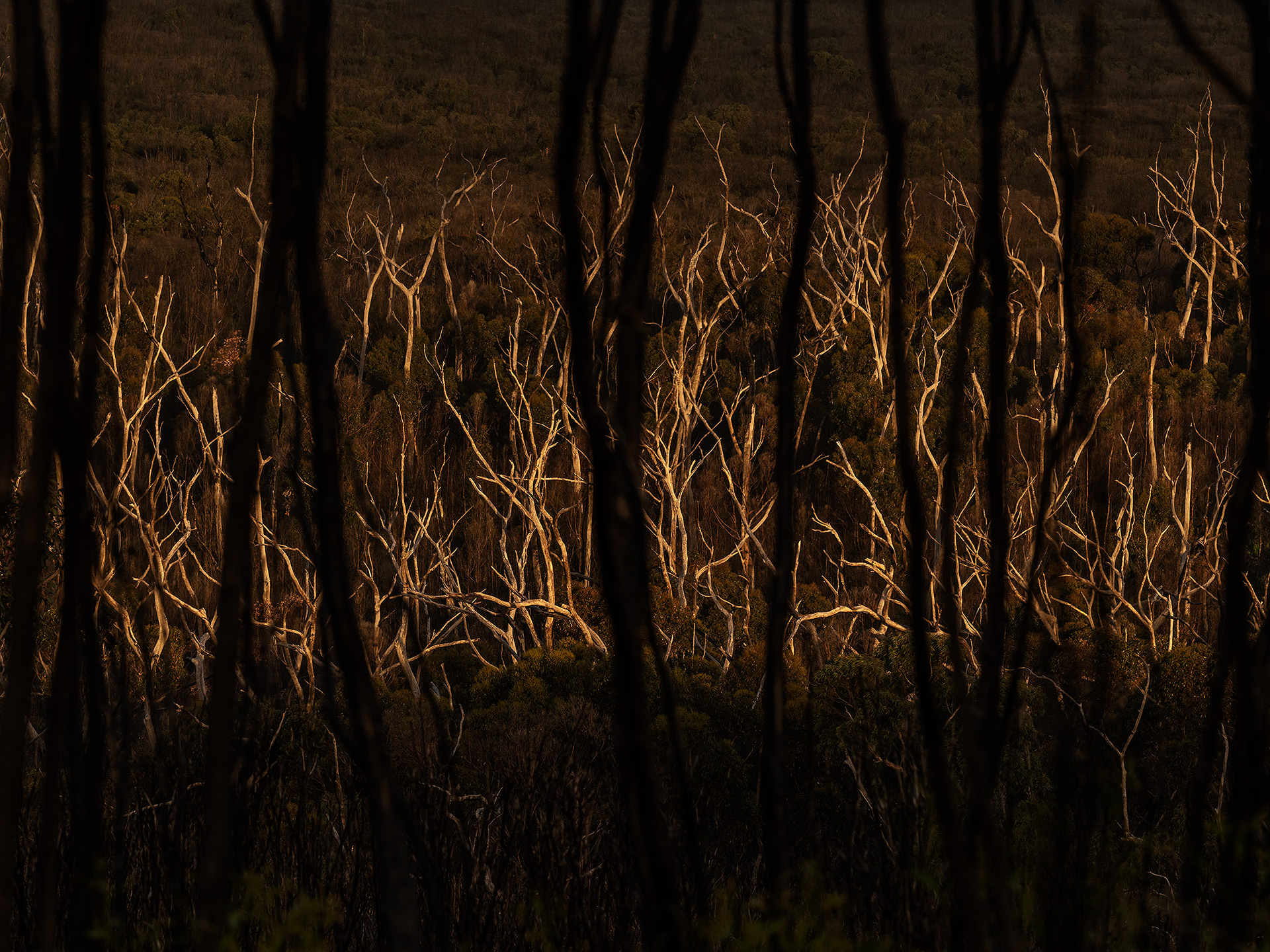 Burnt Golden Wattle (Acacia pycnantha)  forms a curtain to the Sugar Gum (Eucalyptus cladocalyx) lined water course in Ravine De Caesars Wilderness Protection Area after fire