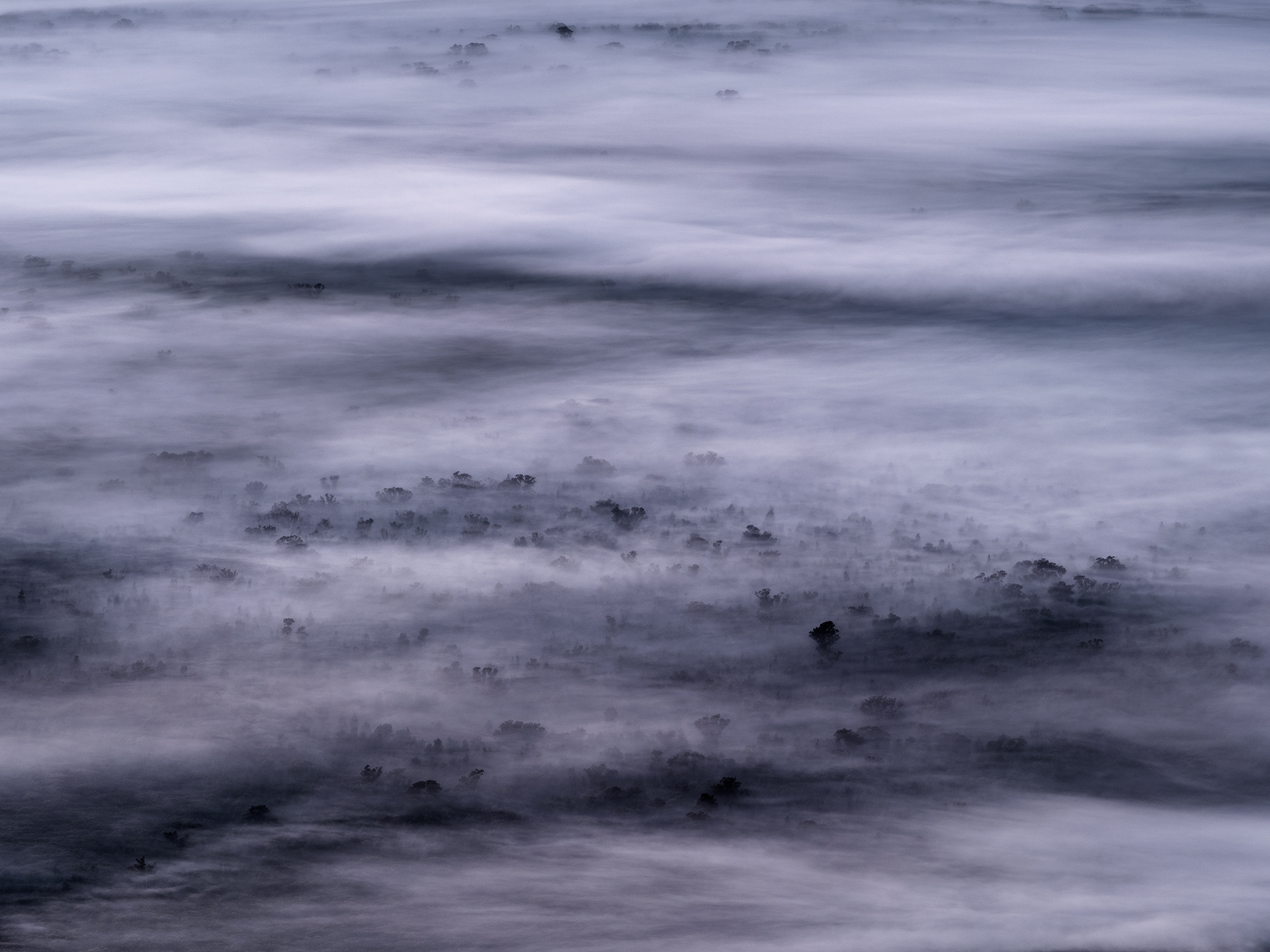 Fog shrouds the woodlands on the floor of Ikara Wilpena Pound