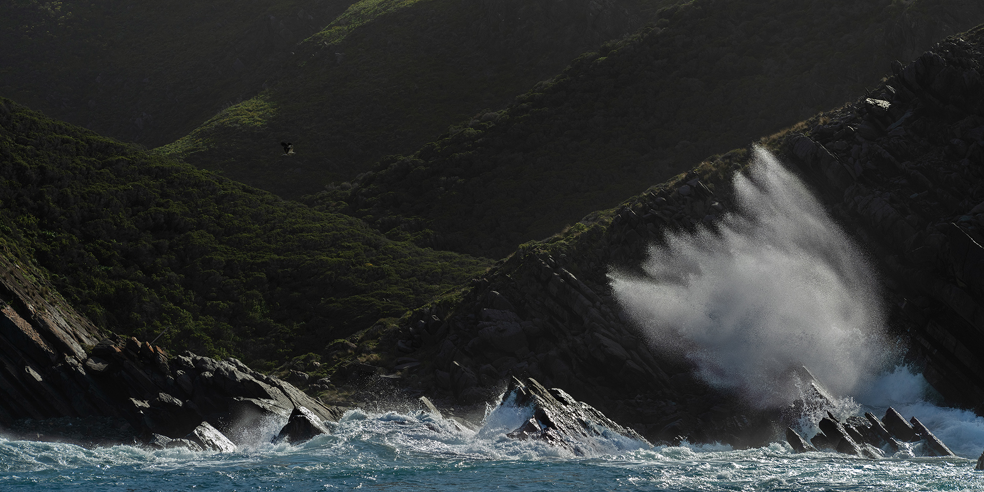 A juvenile White Bellied Sea Eagle (Haliaeetus leucogaster) glides along the coast of Deep Creek National` Park.  