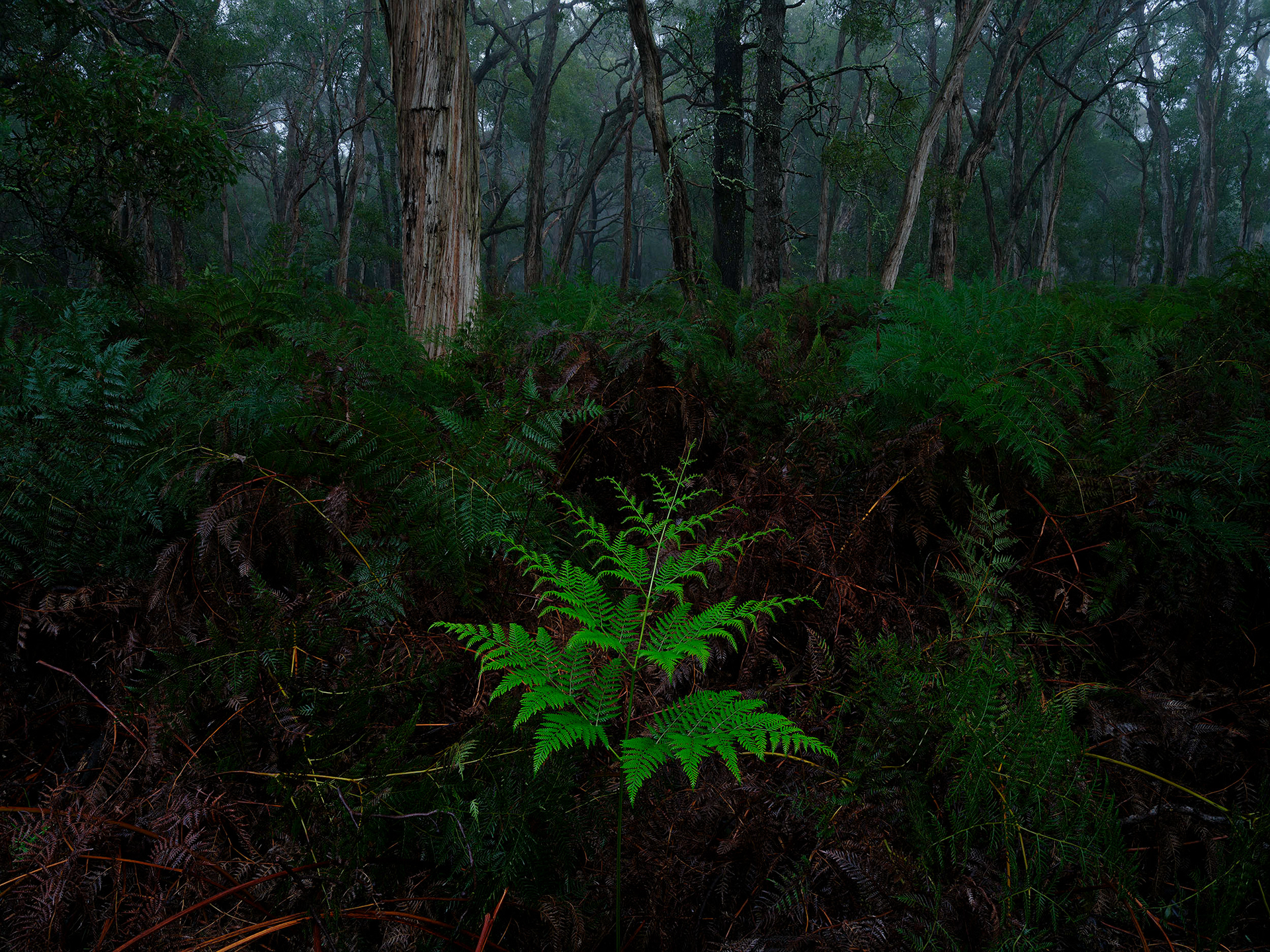 Young Bracken (Pteridium esculentum) emerges from the floor of a South Eastern Stringy Bark forest. 