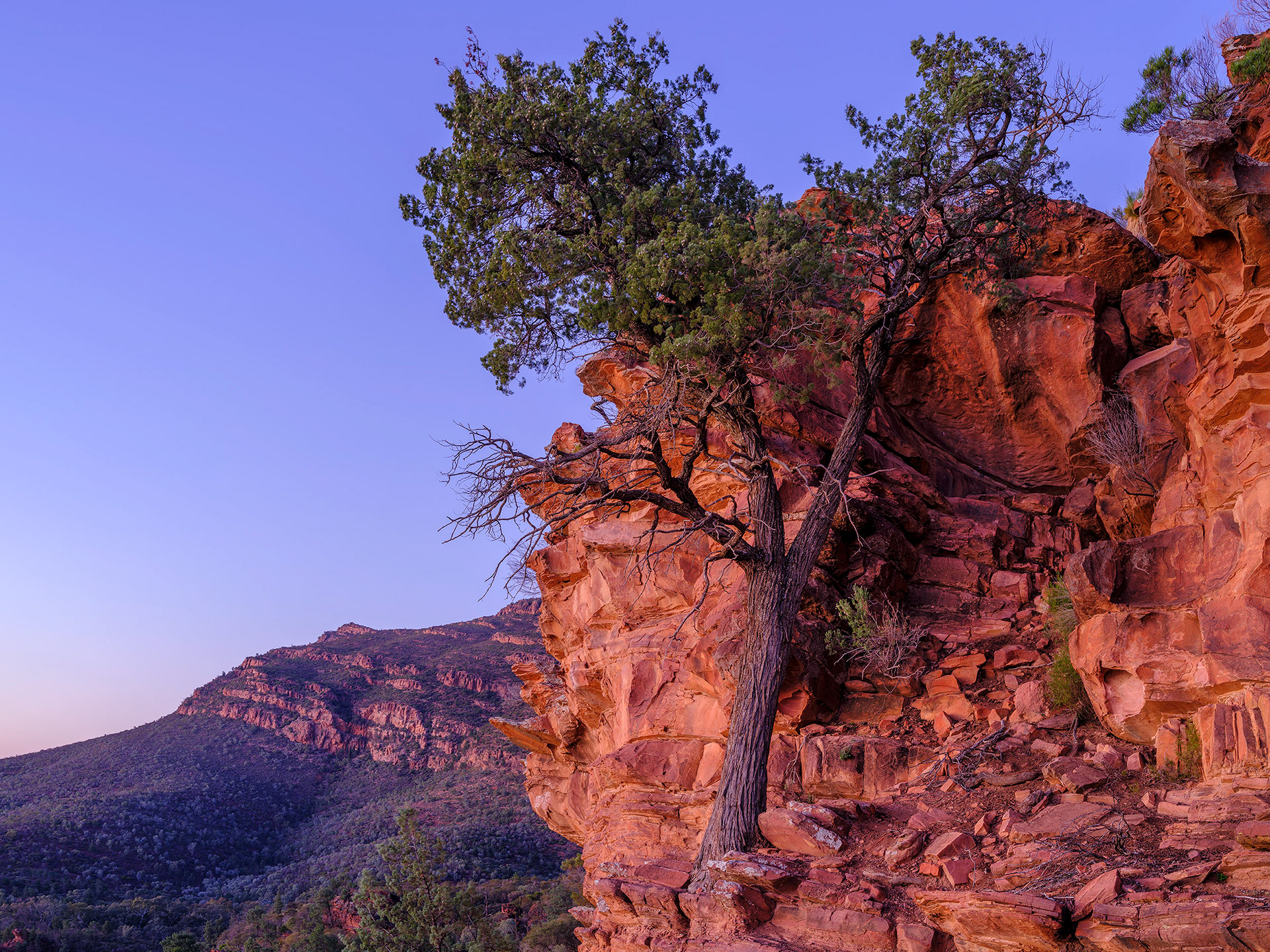 White Cypress Pine (Callitris glaucophylla)  hangs in the balance on the ramparts of Ikara Wilpena Pound.  
