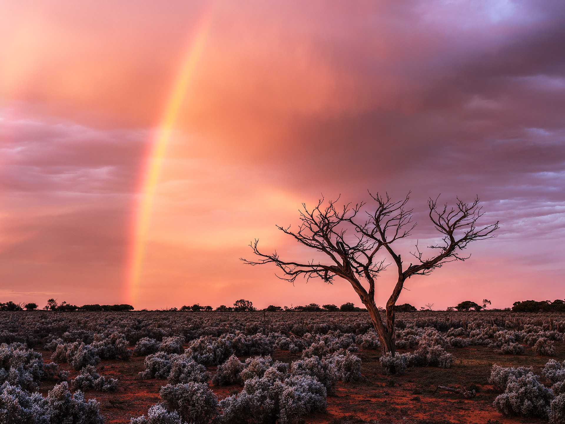 This ancient Western Myall (Acacia papyrocarpa) creates a stunning contrast to the rainbow at sunset on South Australia's rangelands