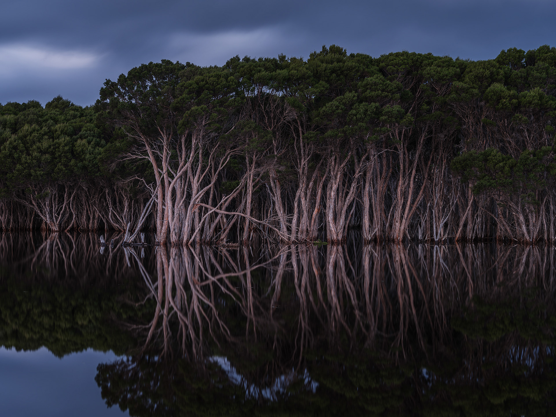 Swamp Paper Barks (Melaleuca halmaturorum) of Kangaroo Island form a striking reflection on a winters day