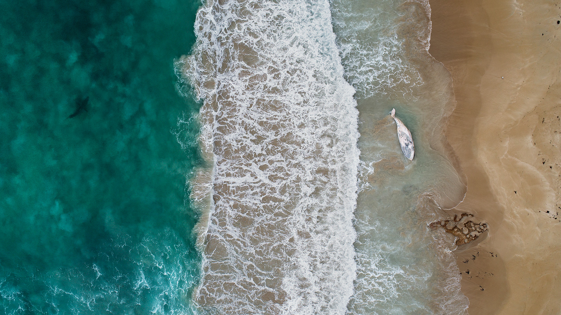 A Great White Shark on the scent of the perishing juvenile Humpback Whale