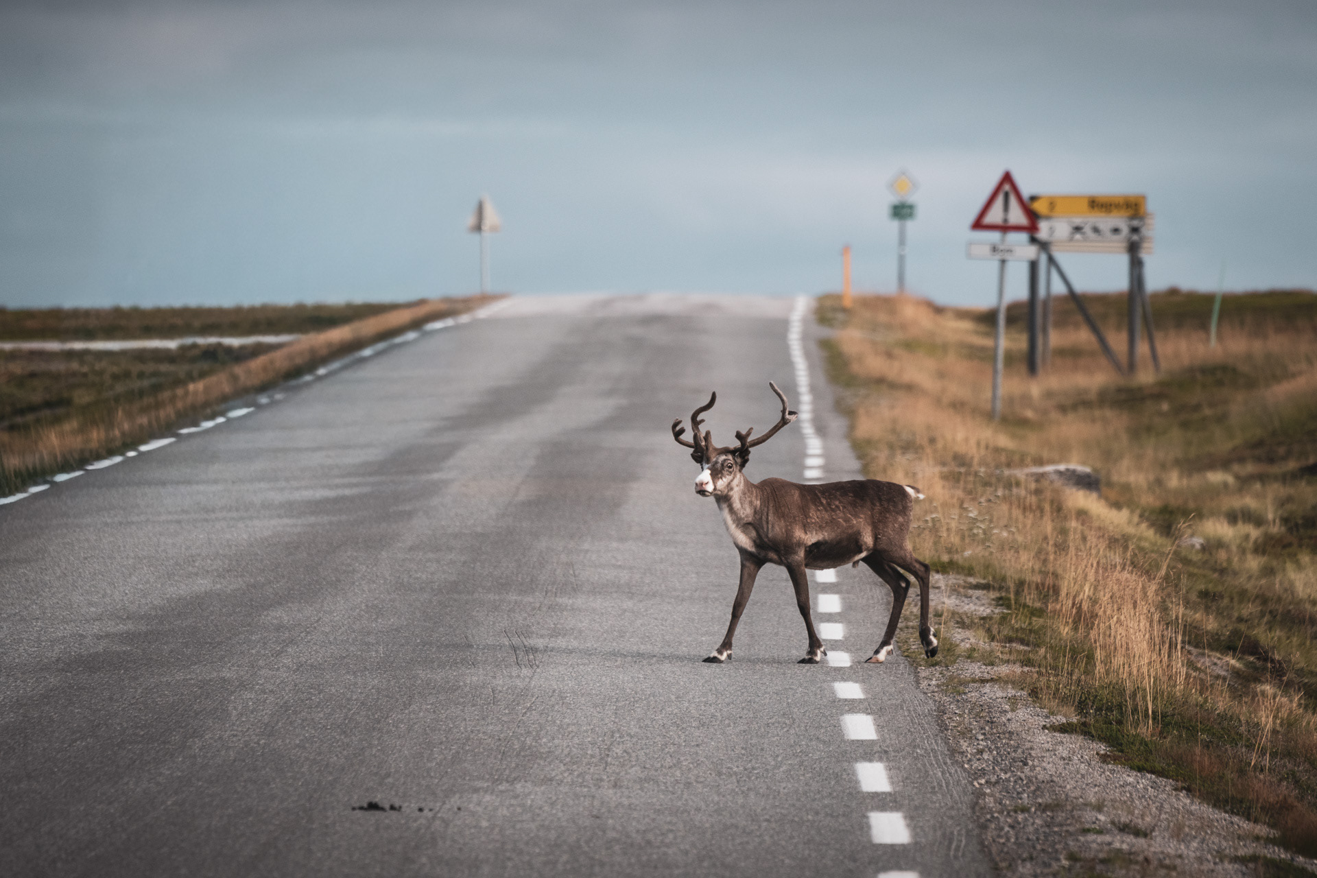 NORWAY | REINDEER