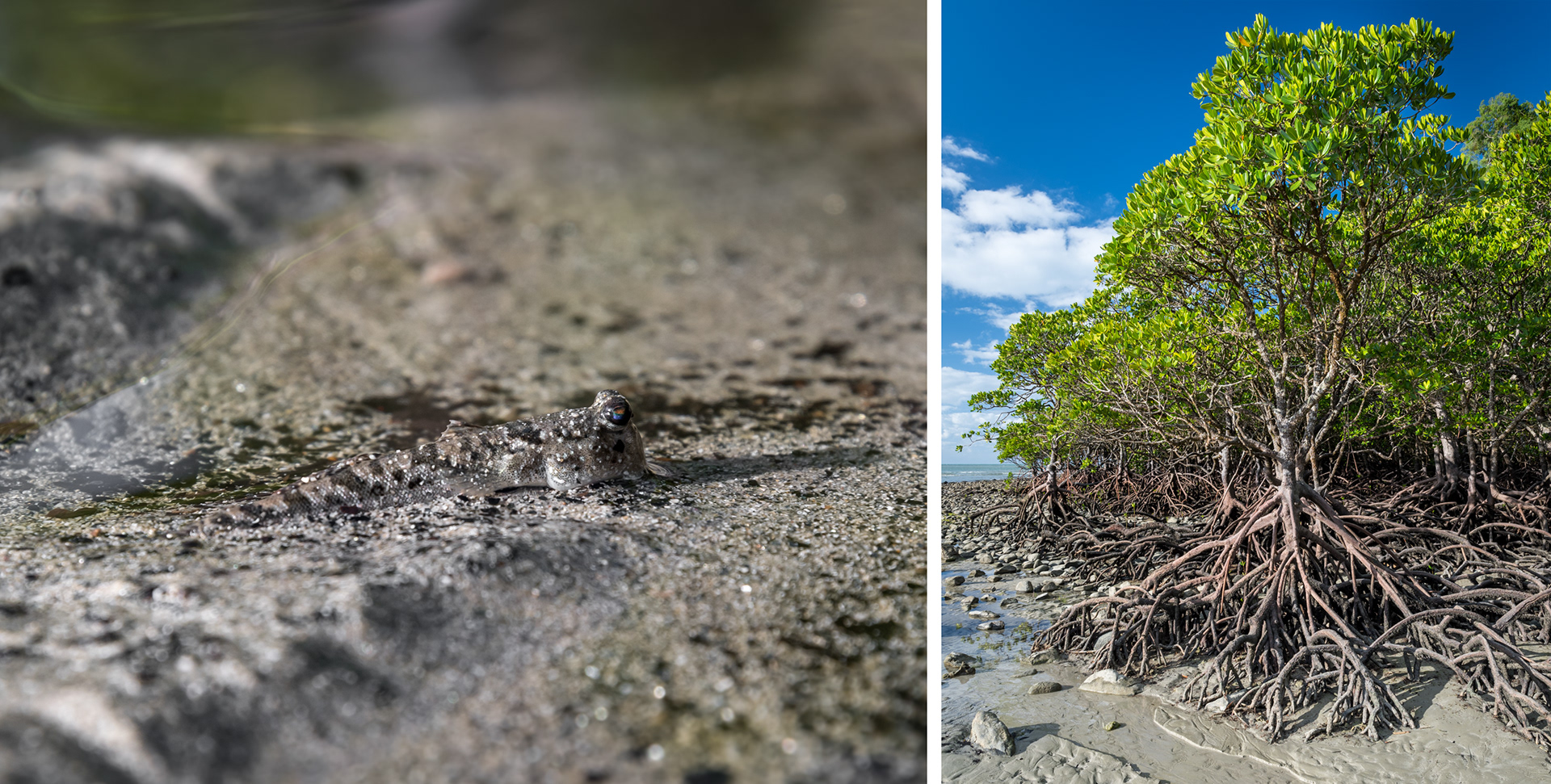 CAPE TRIBULATION | MUDSKIPPER & MANGROVES