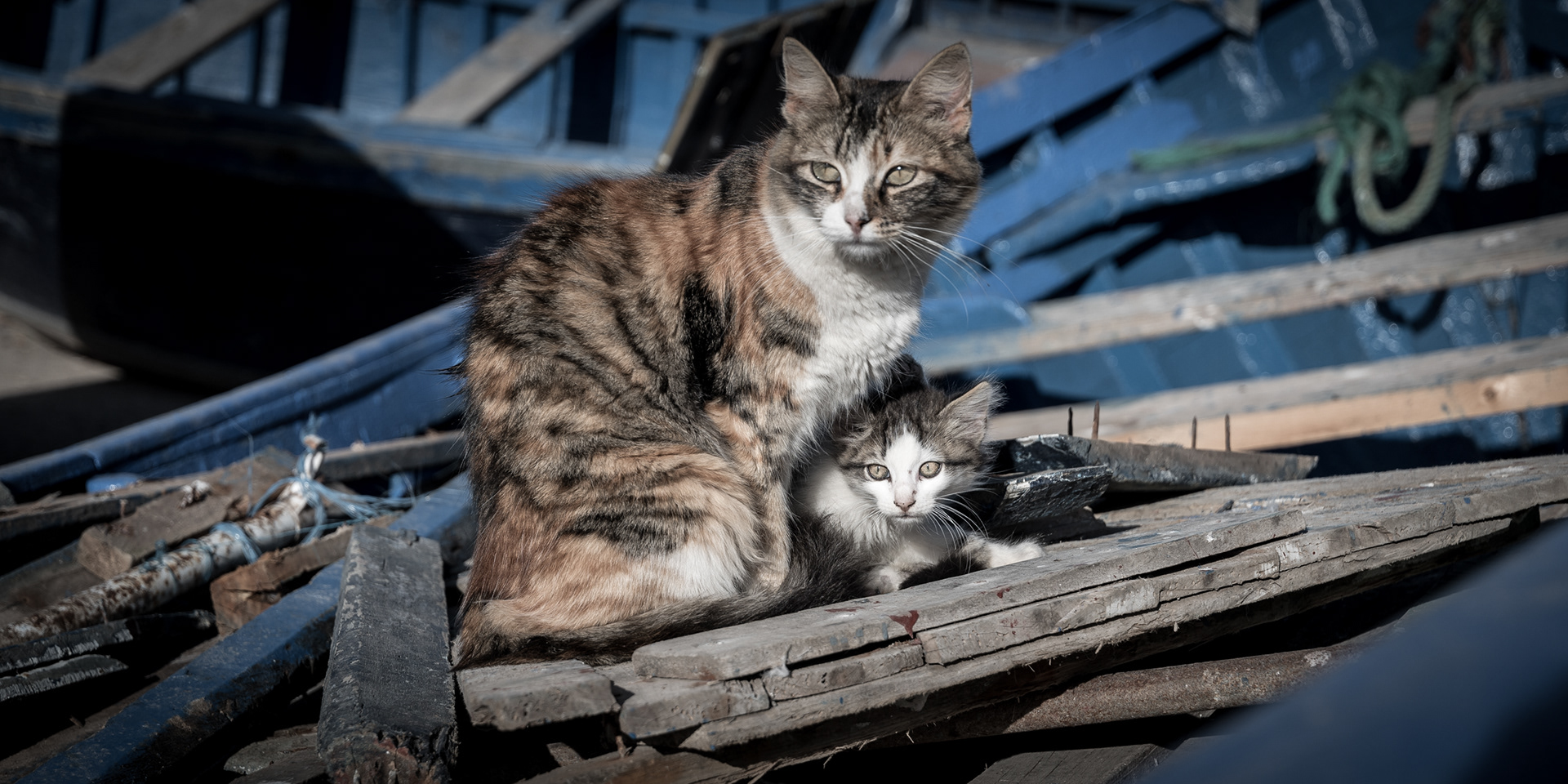 ESSAOUIRA | HARBOUR CATS