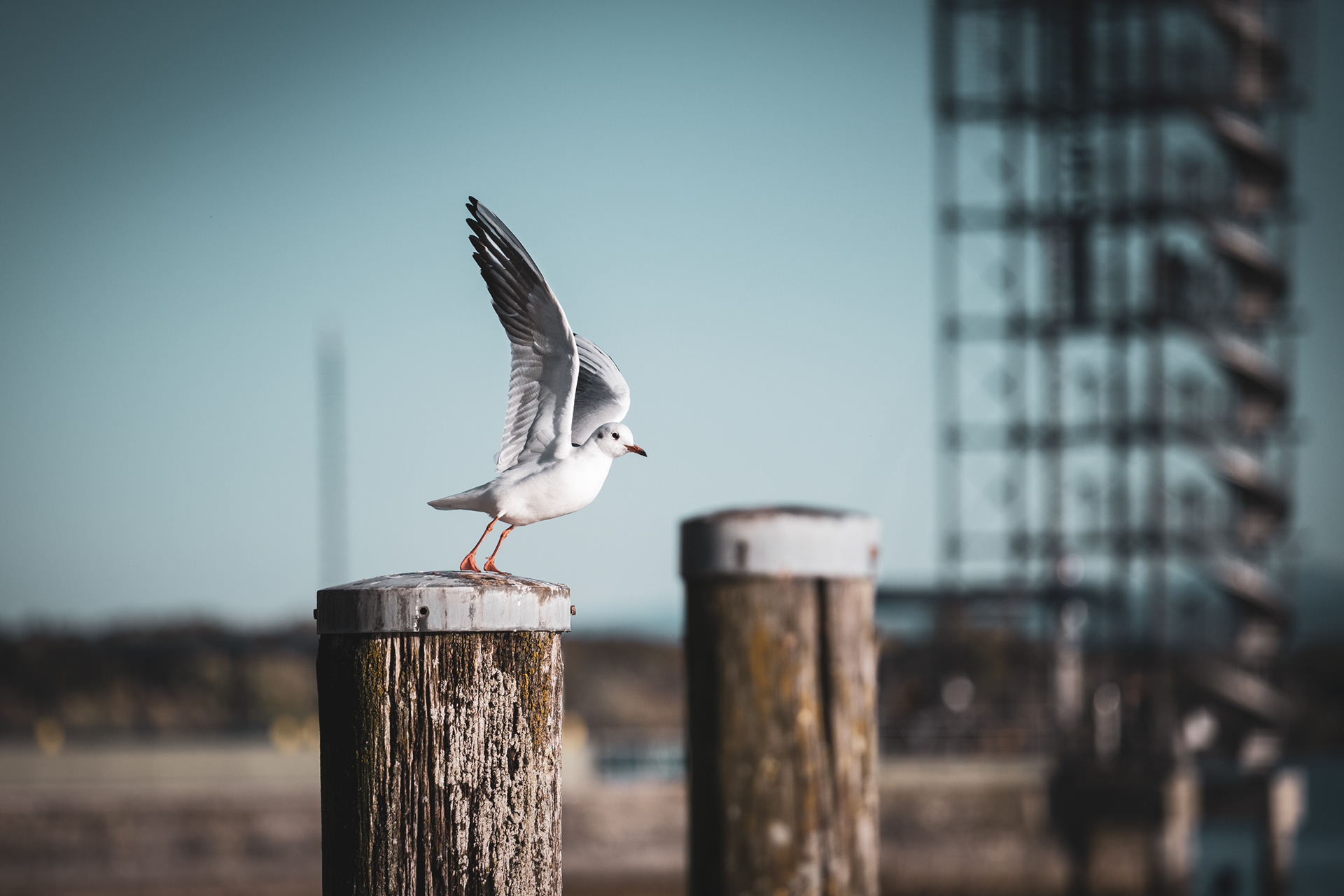 FRIEDRICHSHAFEN | SEAGULL