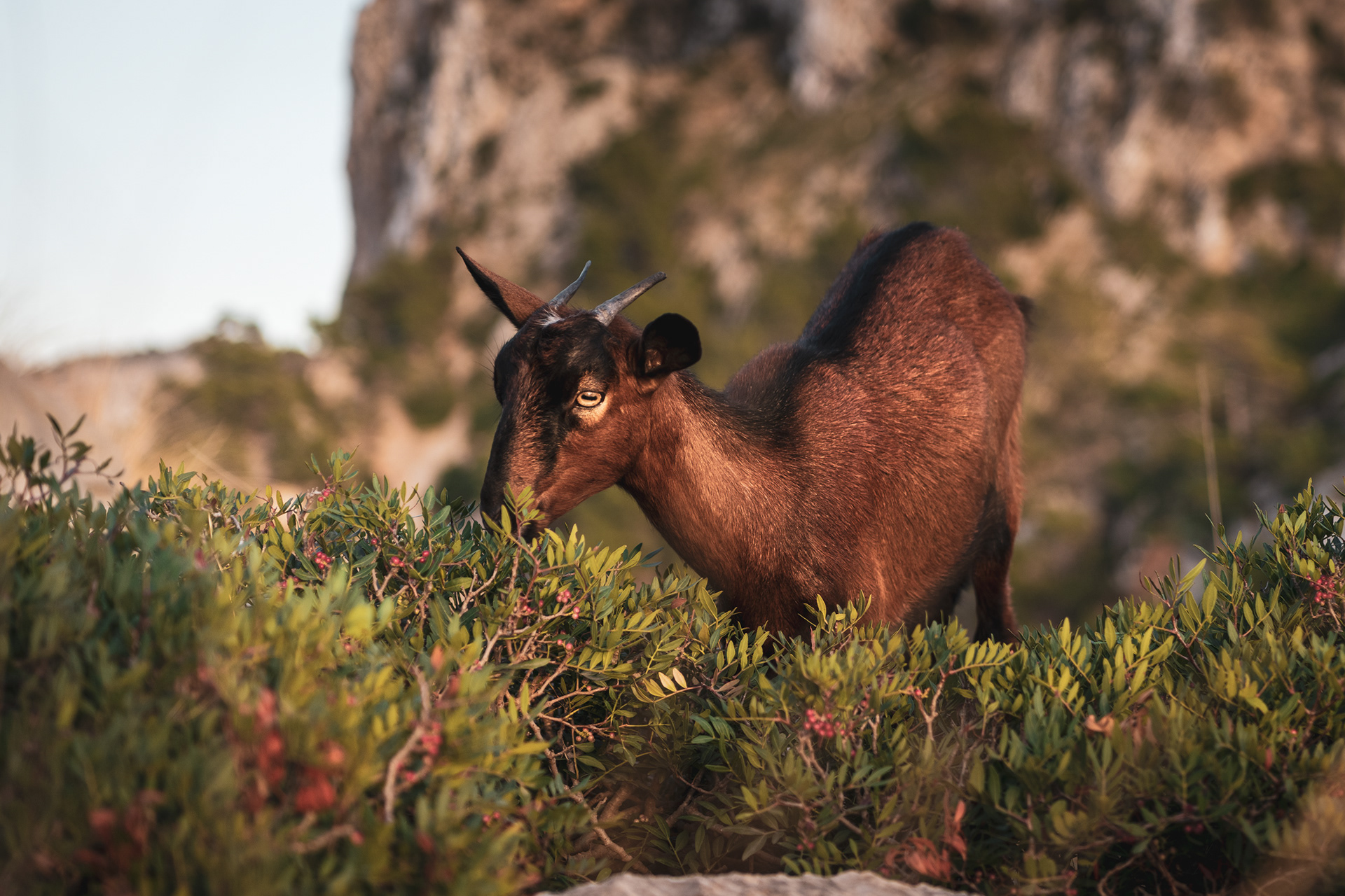 MALLORCA | GOAT