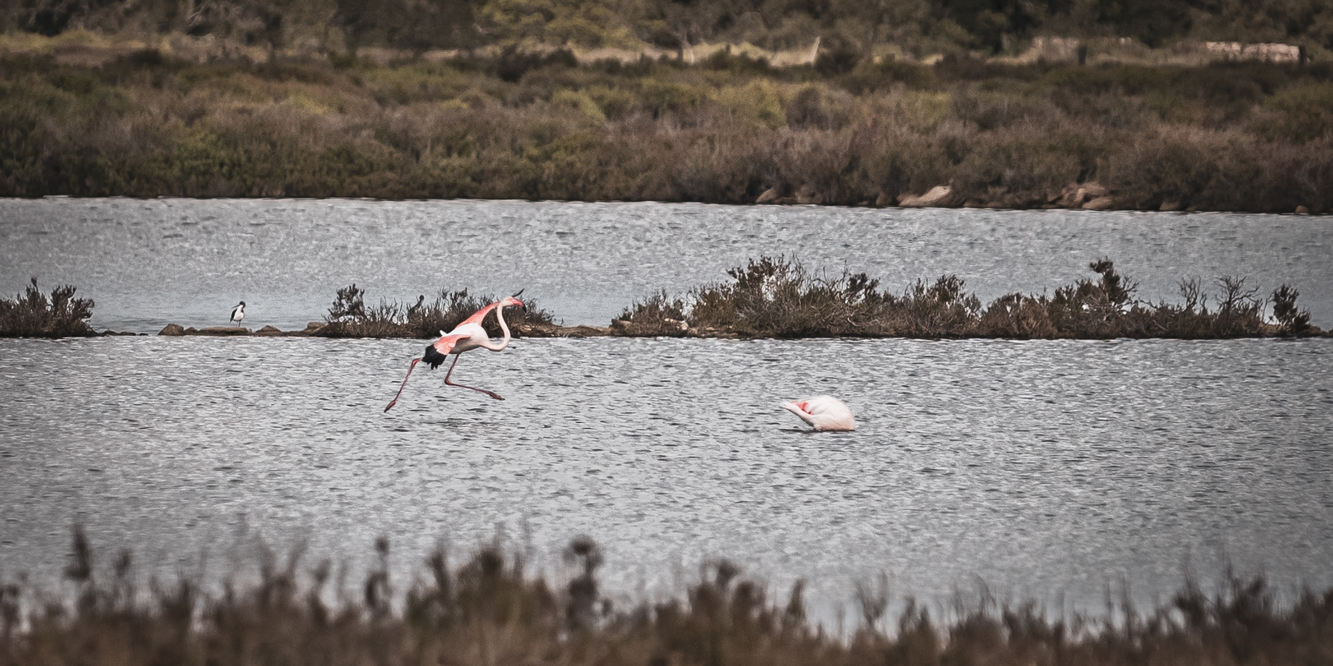 MALLORCA | FLAMINGO