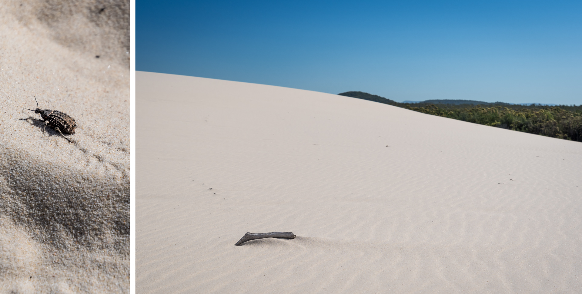 MUNGO BRUSH | DESERT INHABITANT & SANDY SHORES