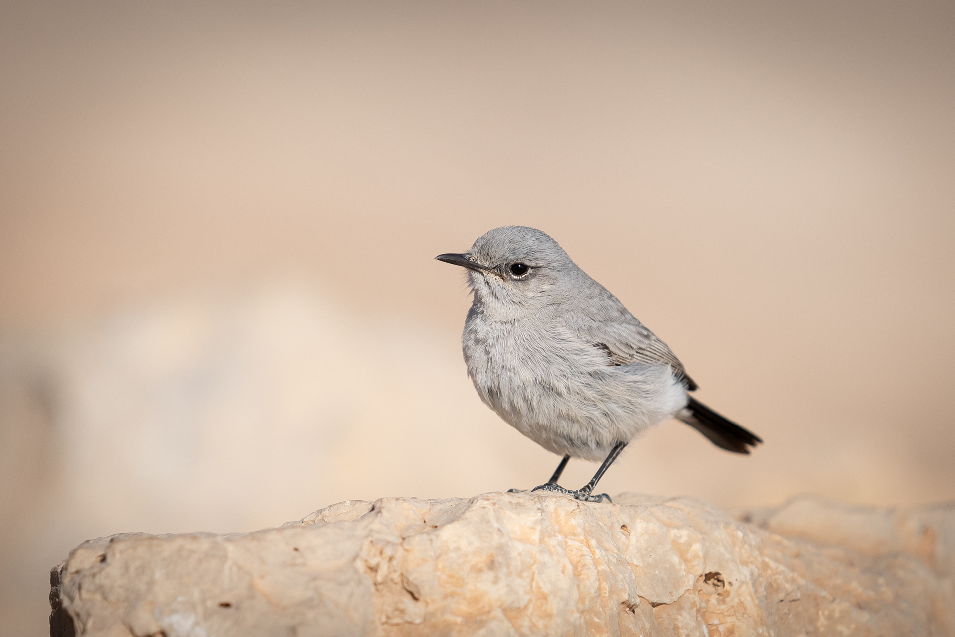 WESTBANK | MASADA | BIRD