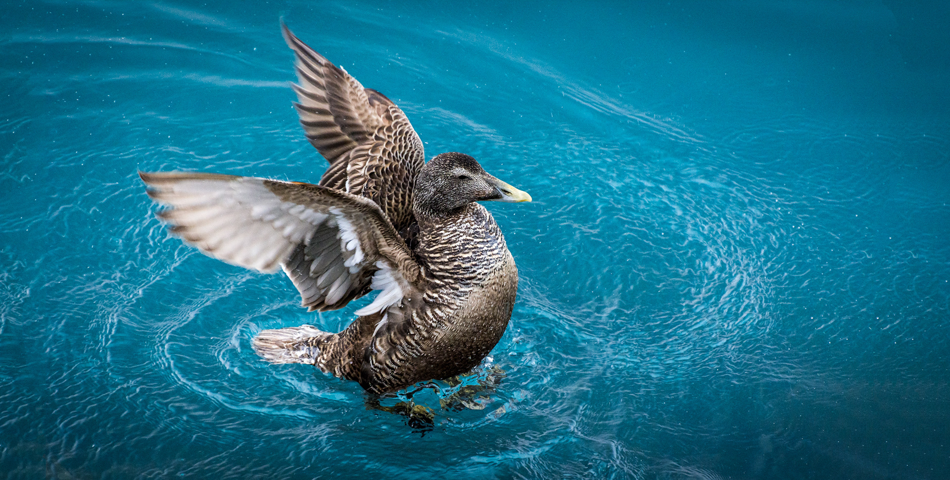 COMMON EIDER