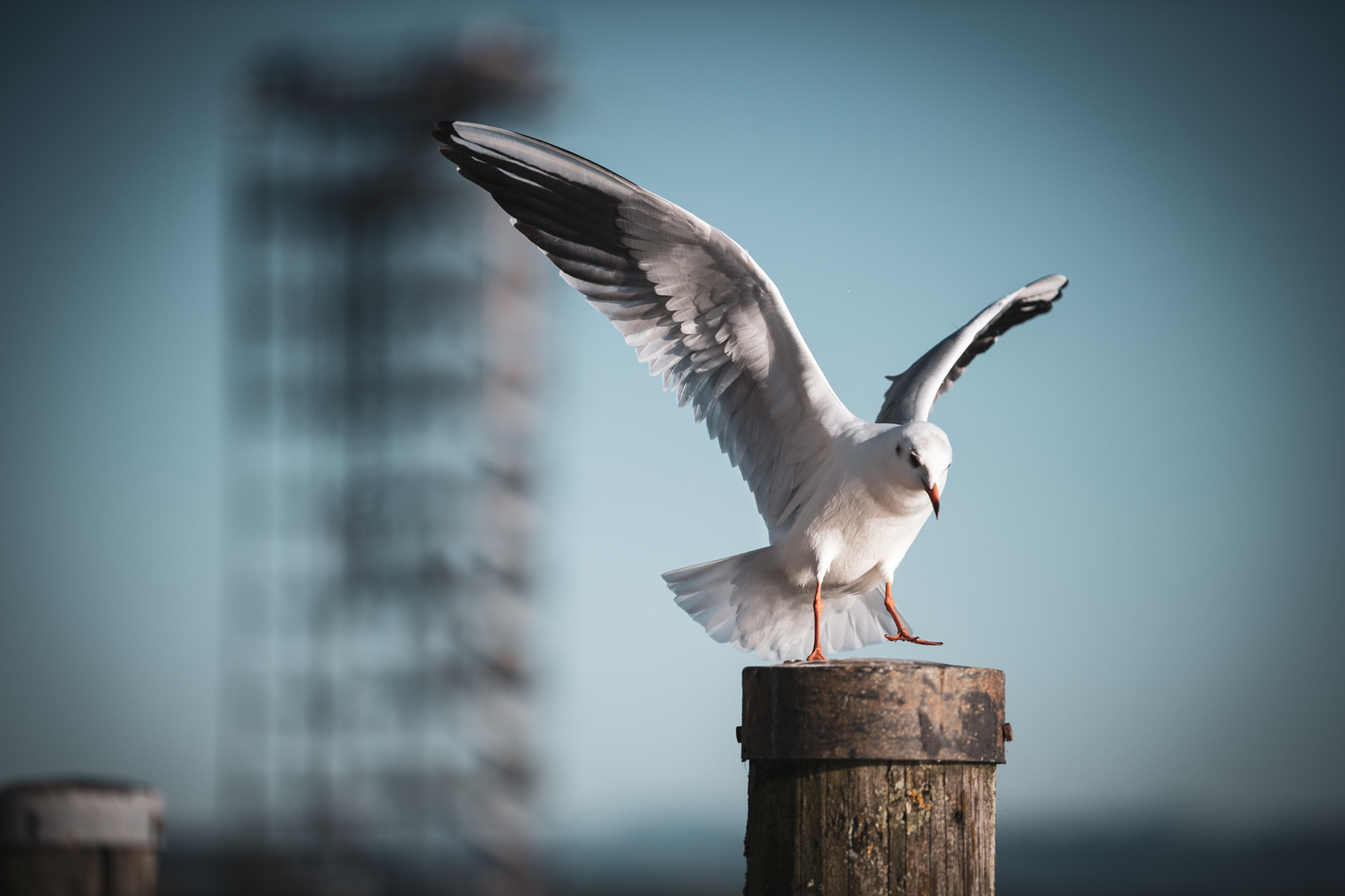 FRIEDRICHSHAFEN | SEAGULL