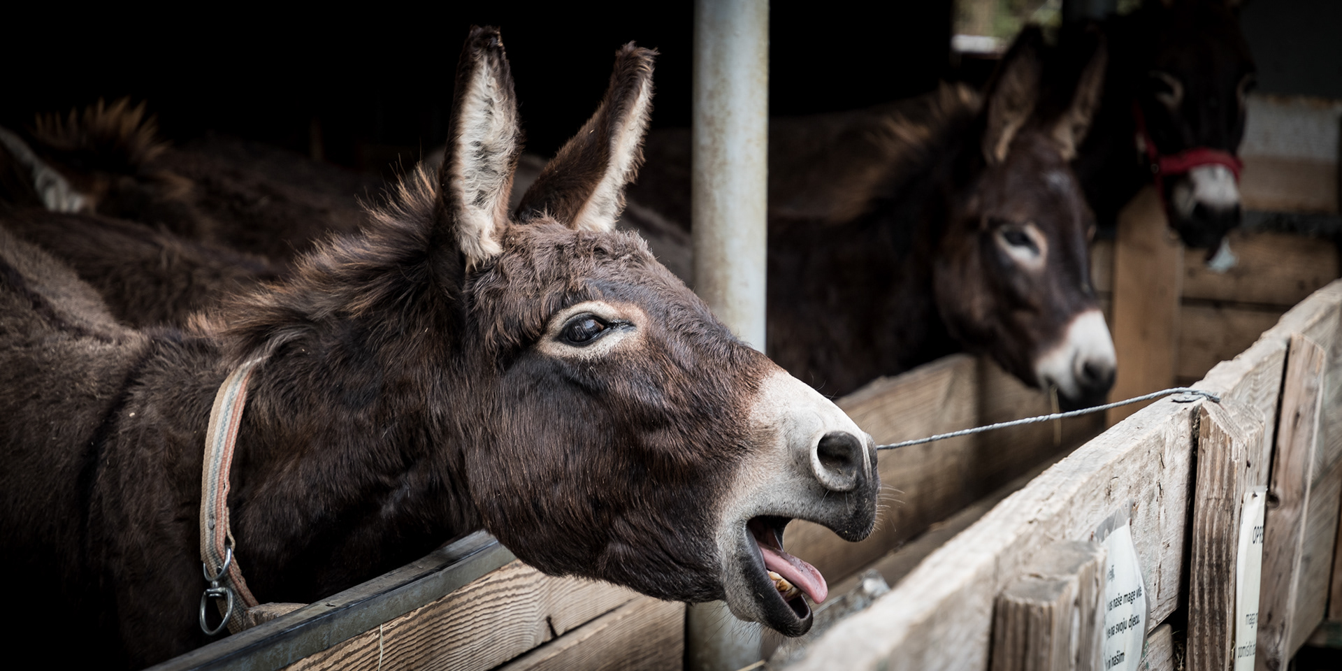 MONTENEGRO | DONKEY FARM - MARTINIĆI