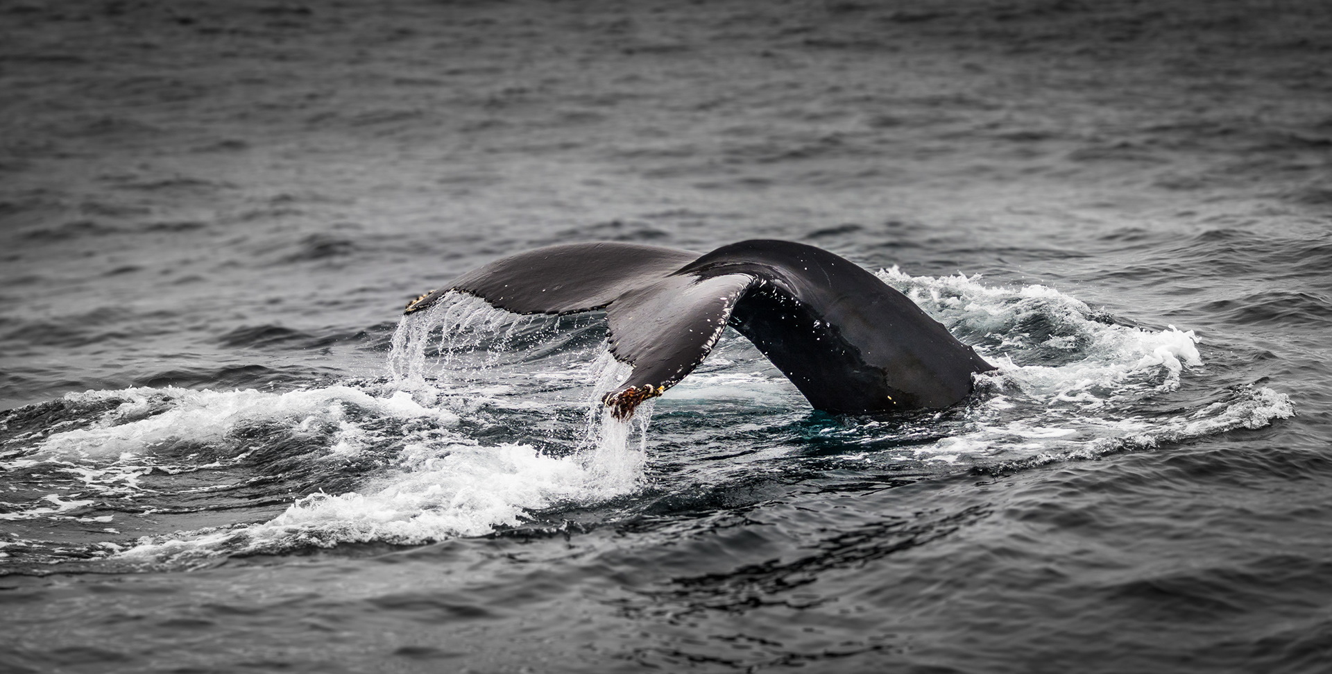 HÚSAVÍK | HUMPBACK WHALE