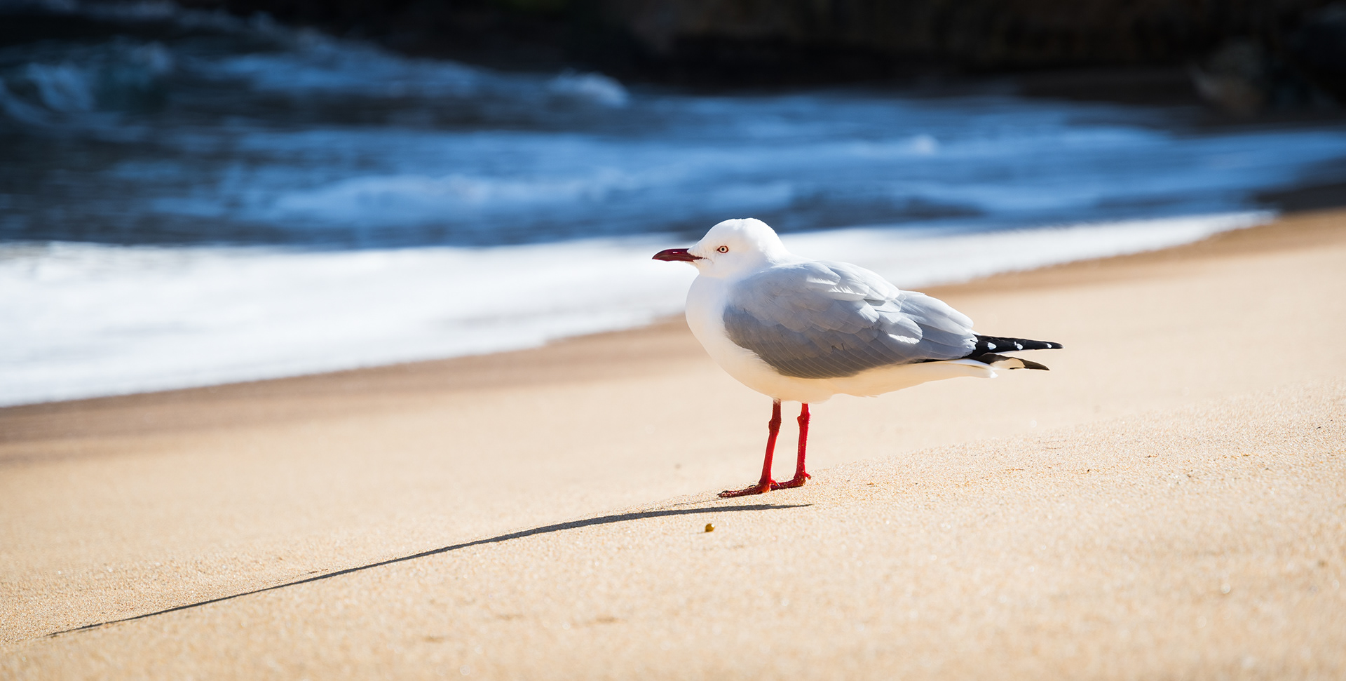 SEAGULL