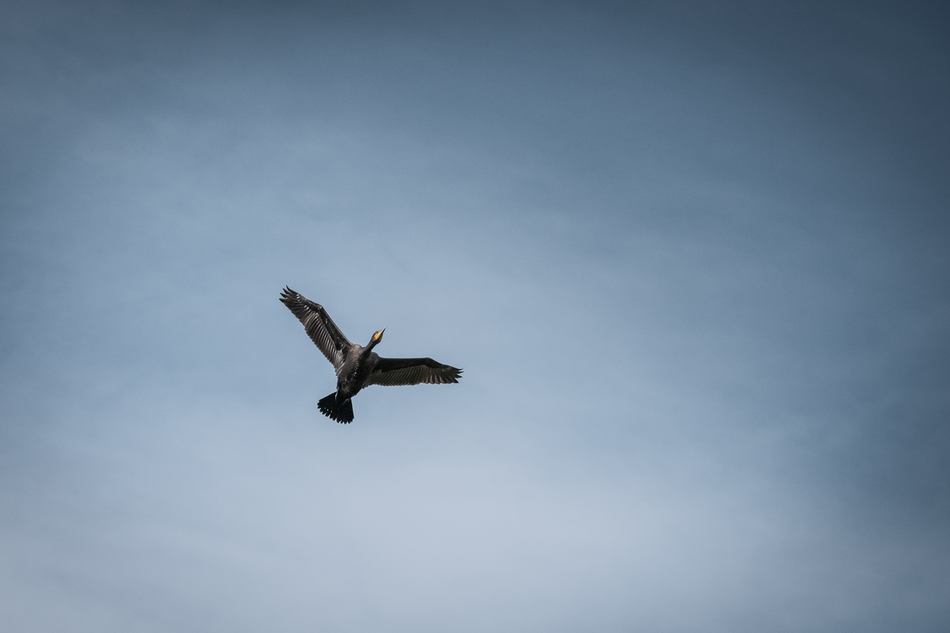 LITHUANIA | GREAT CORMORANT