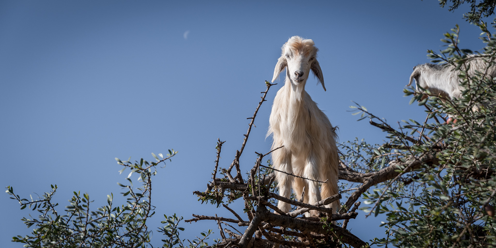 ESSAOUIRA | TREE CLIMBING GOAT