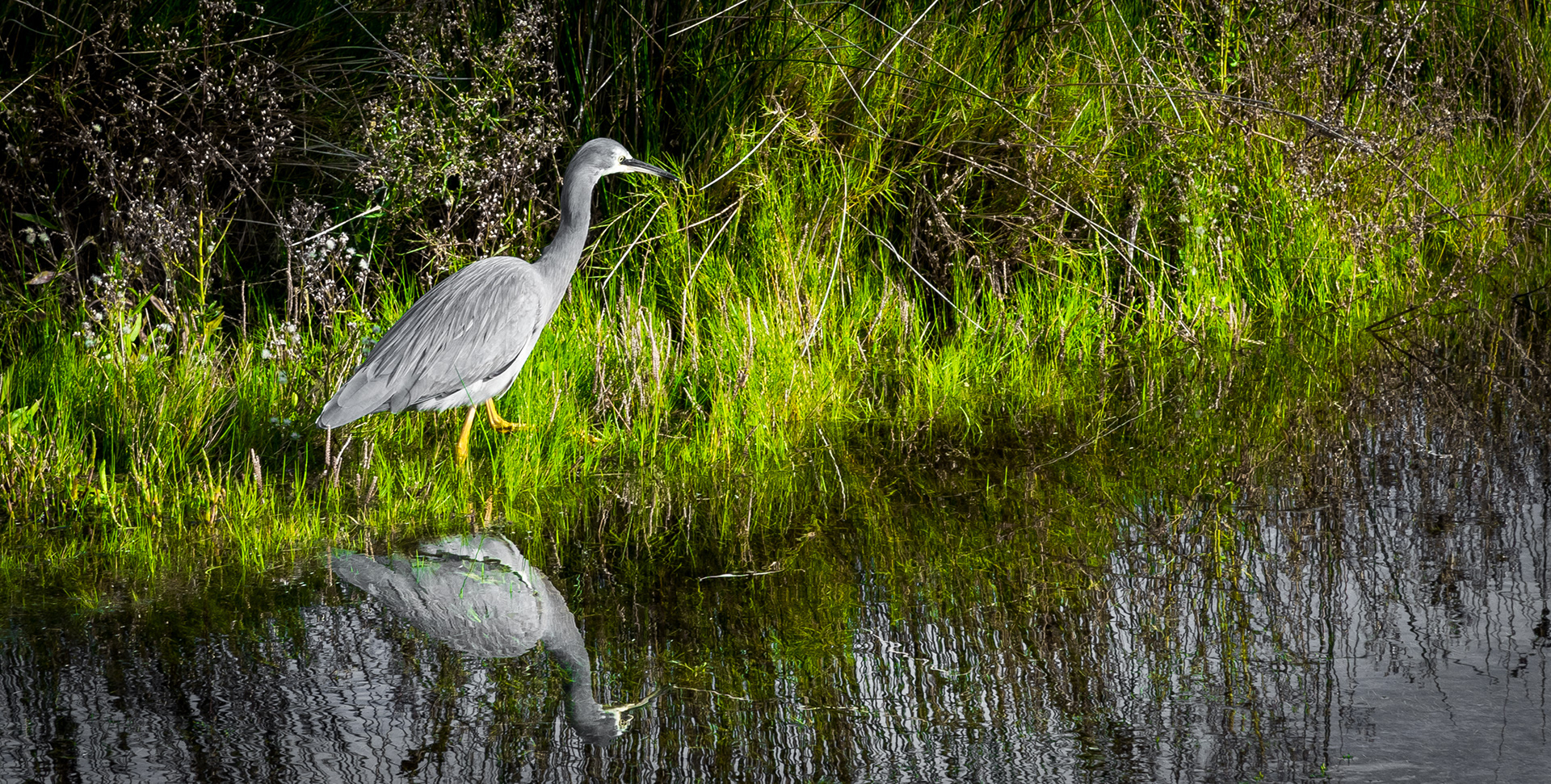 AIREYES INLET | WHITE-FACED HERON