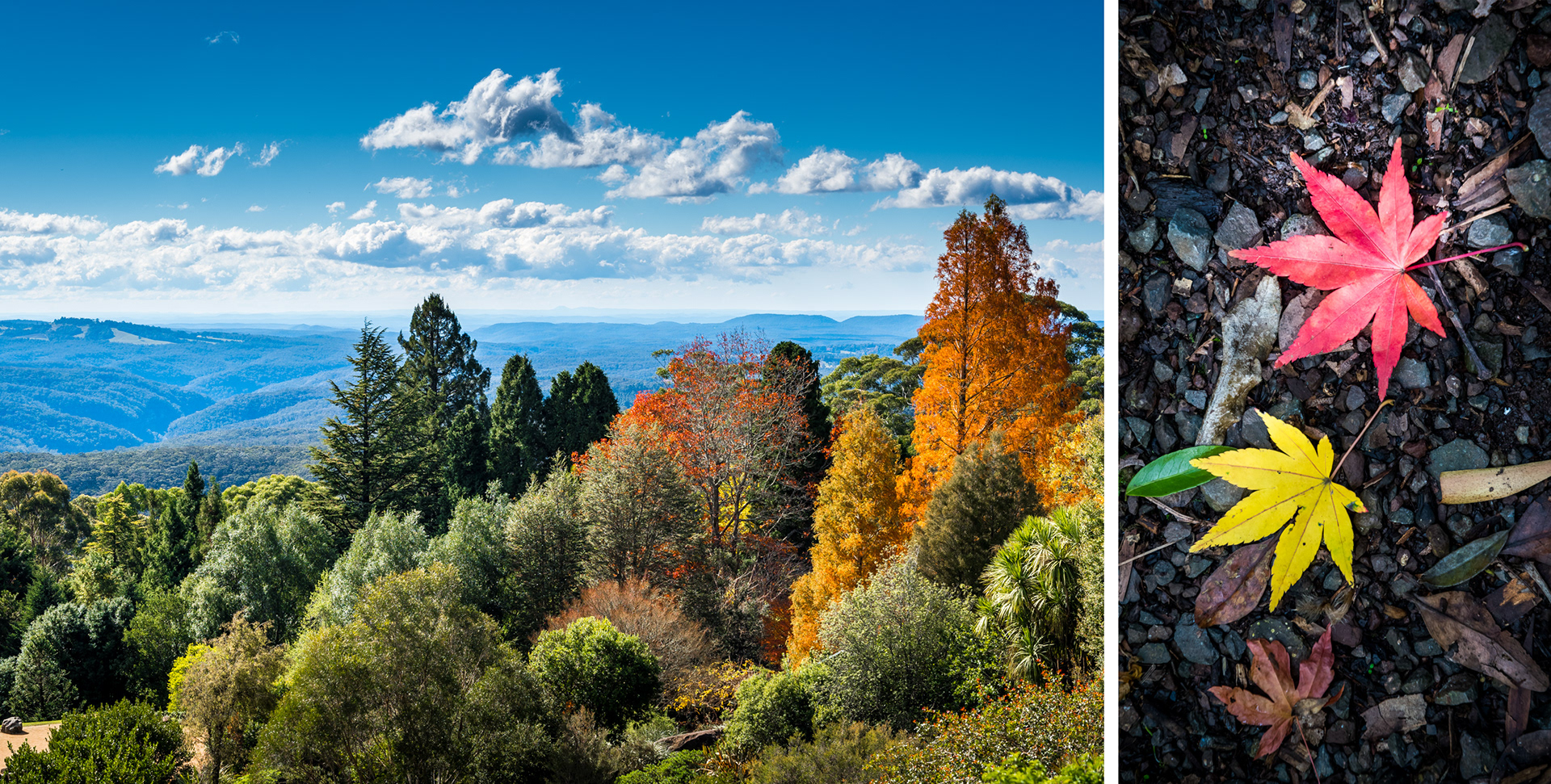 BLUE MOUNTAINS | ROYAL BOTANIC GARDEN