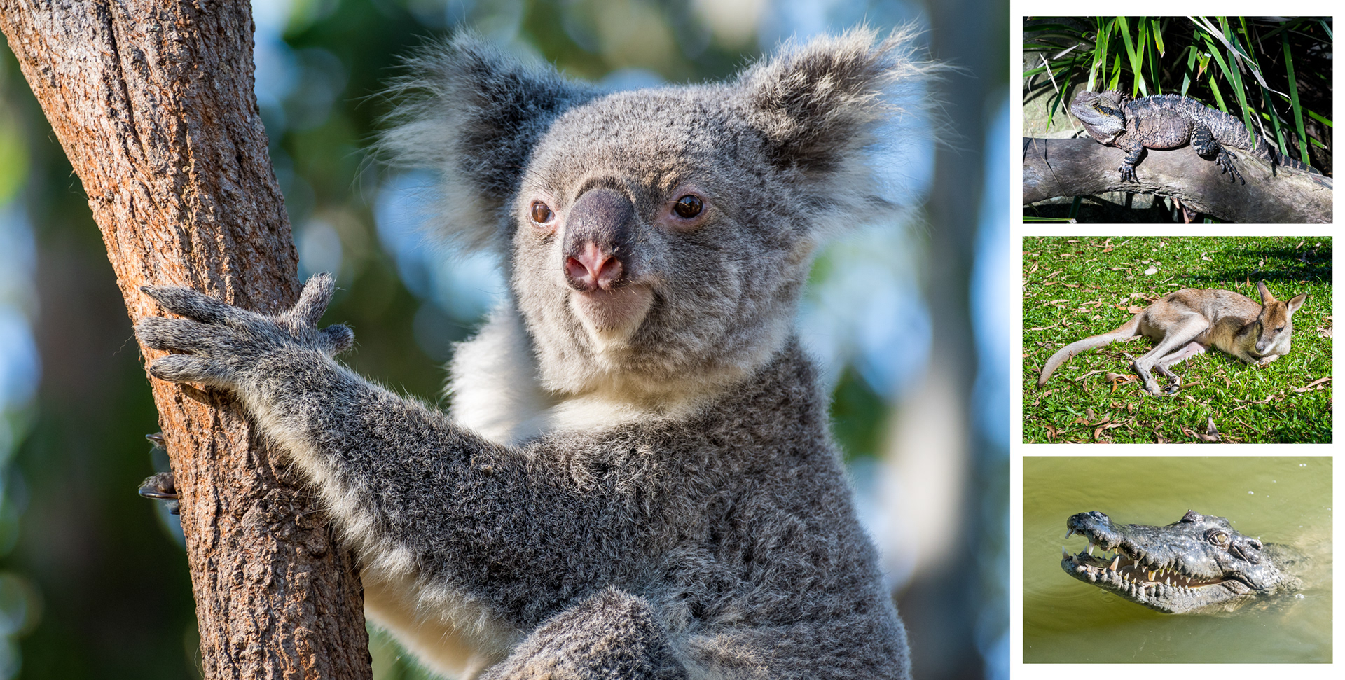 AUSTRALIA | WILDLIFE