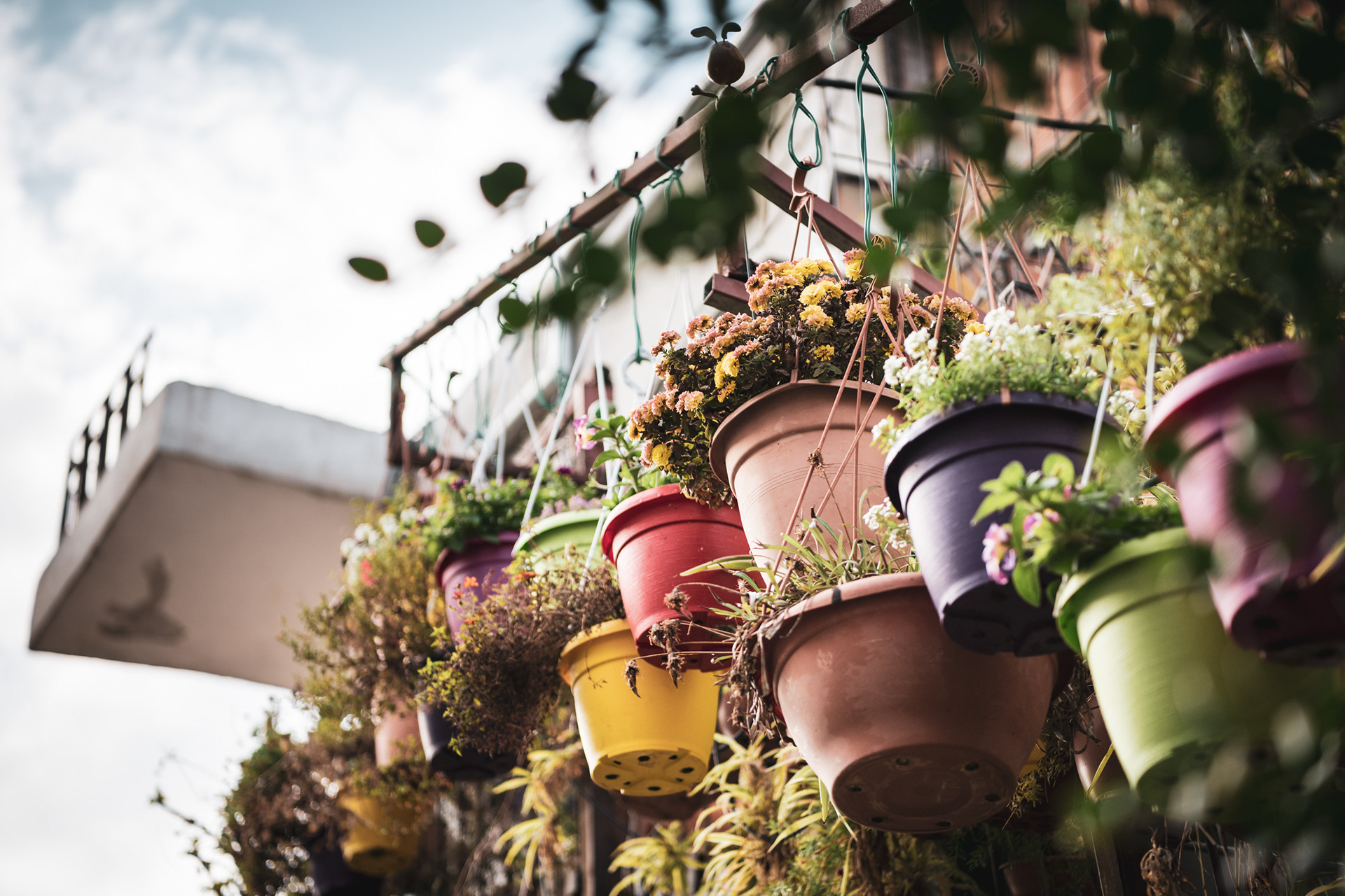 TEL AVIV | HANGING FLOWERPOTS