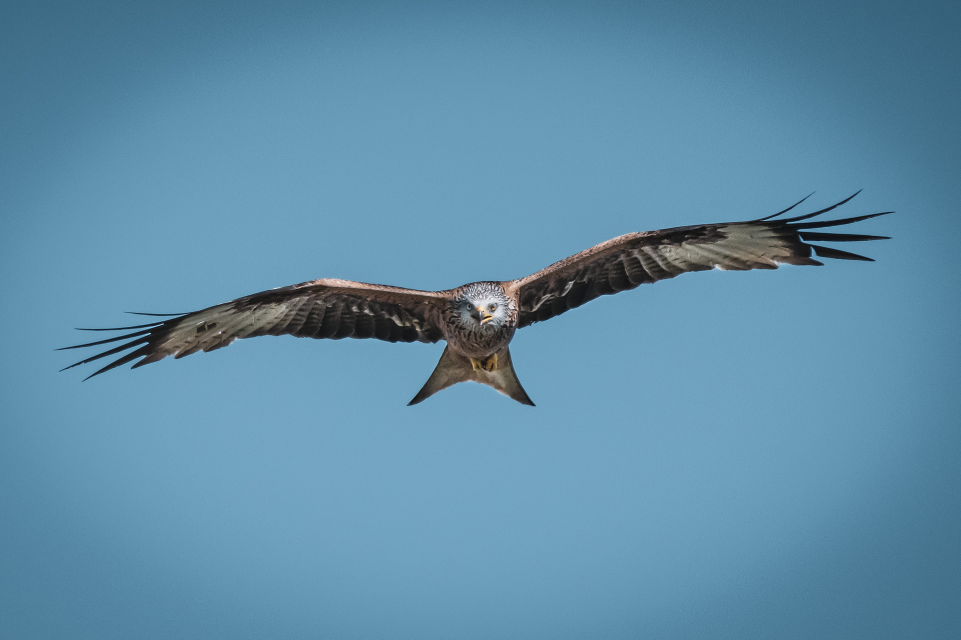 KLUFTERN | RED KITE