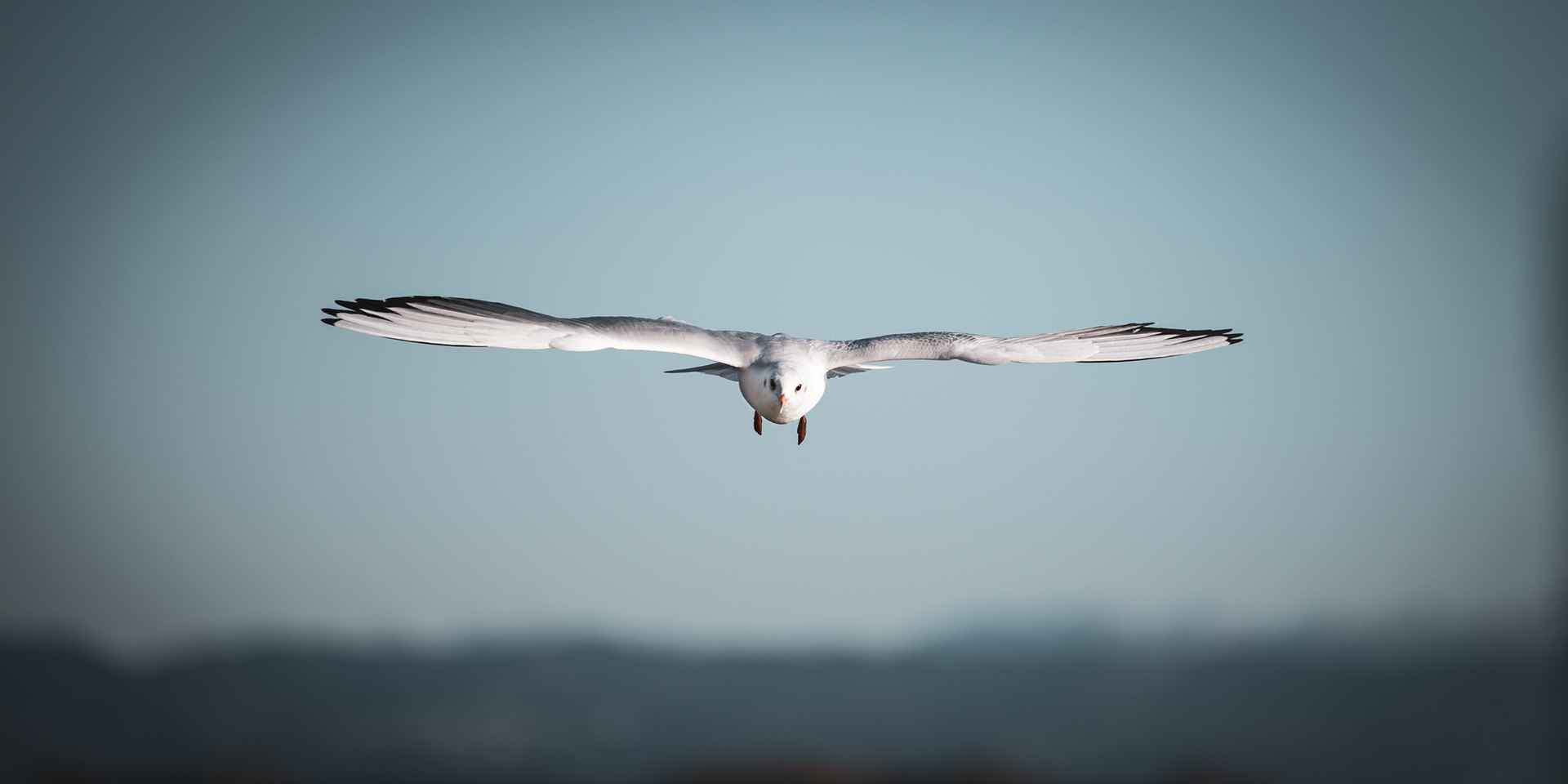 FRIEDRICHSHAFEN | SEAGULL